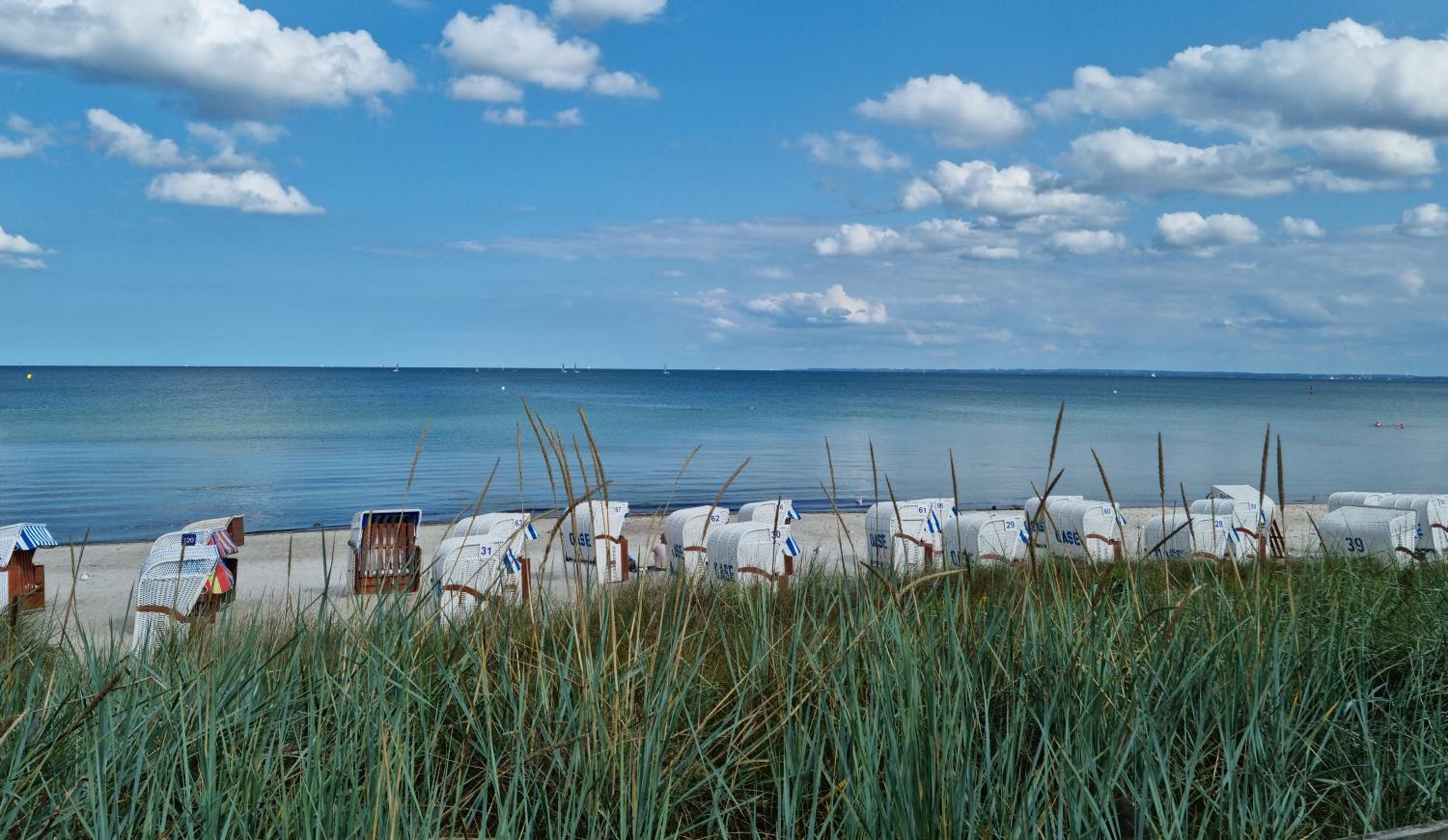 Silbermöwe (Scharbeutz)