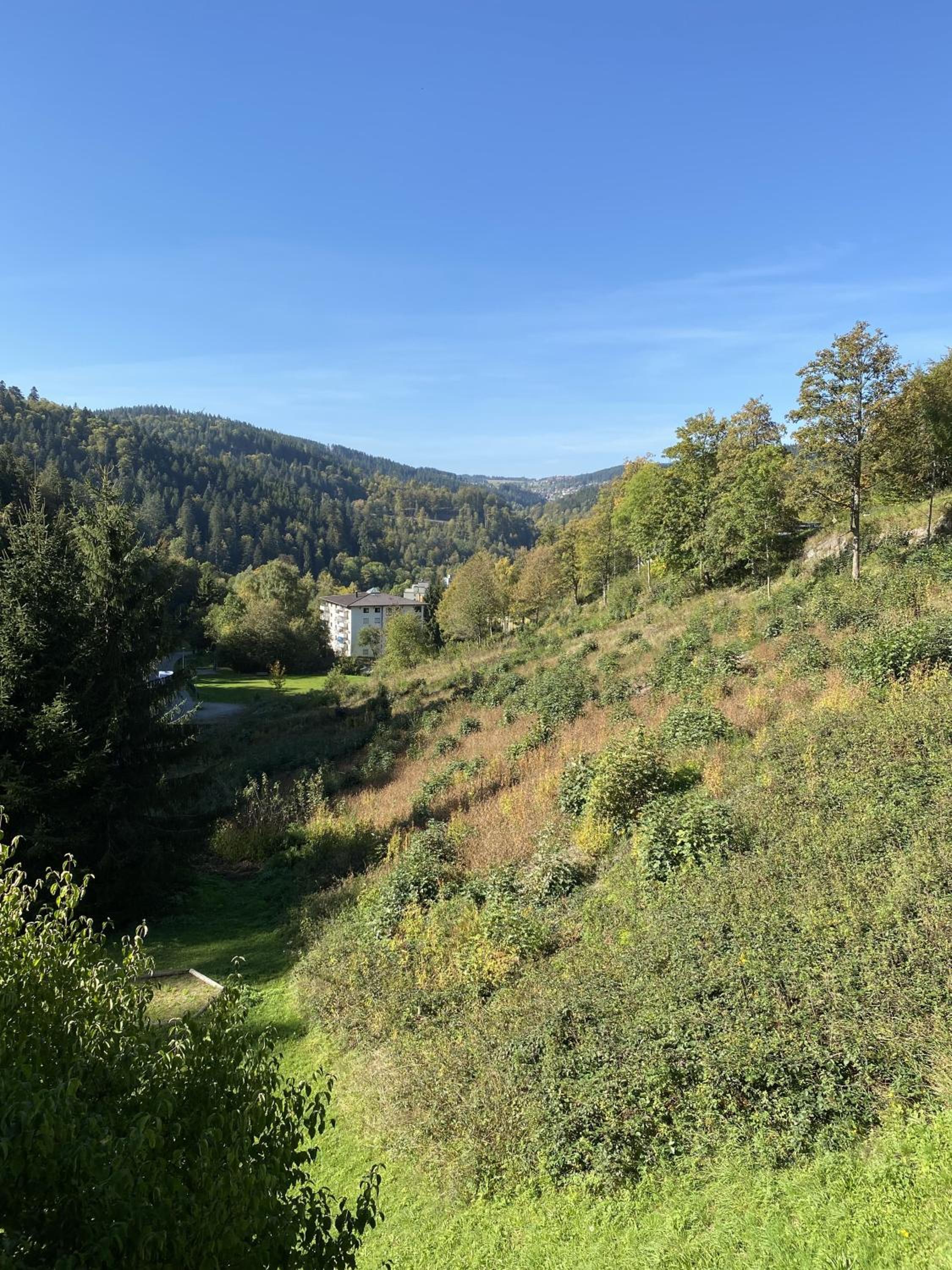 Schwarzwaldblick