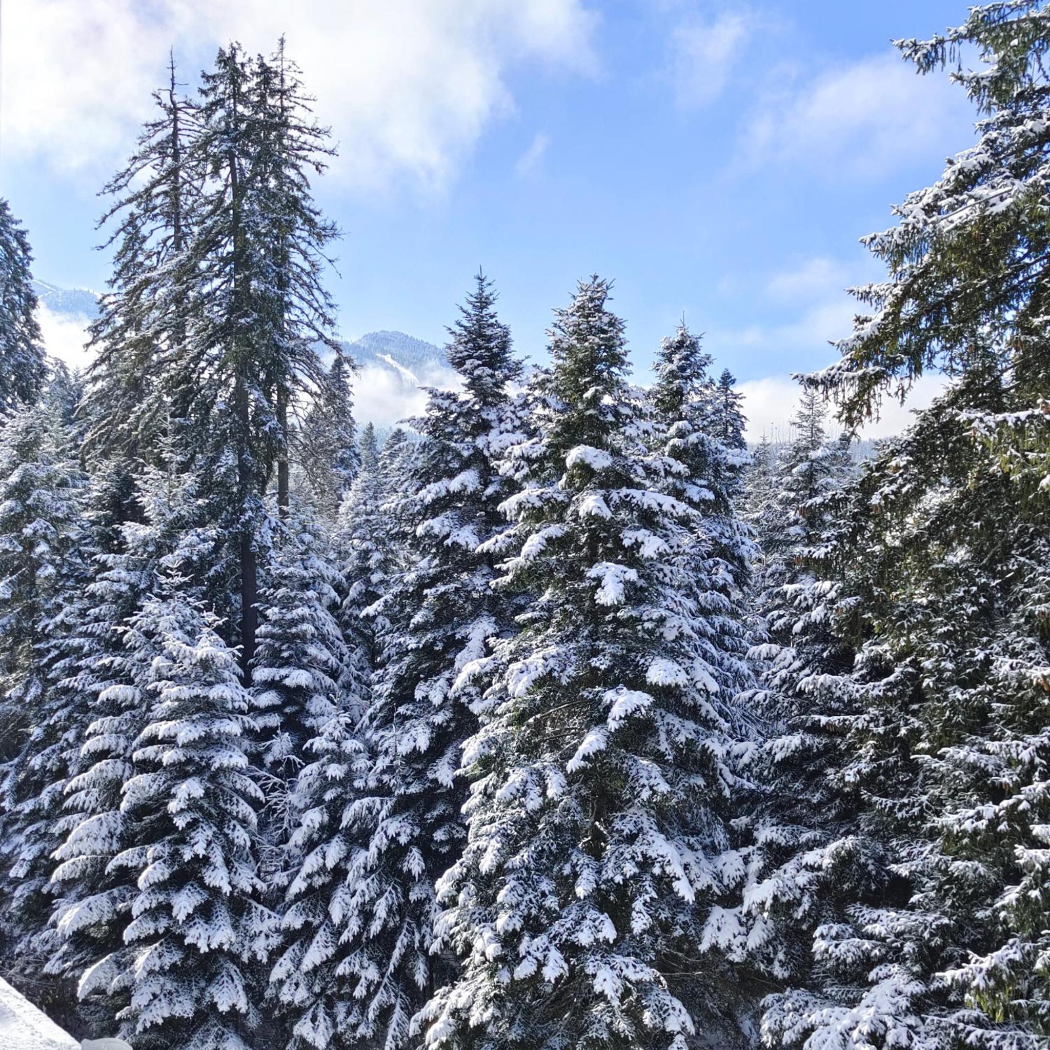 Borovets Dream Studio