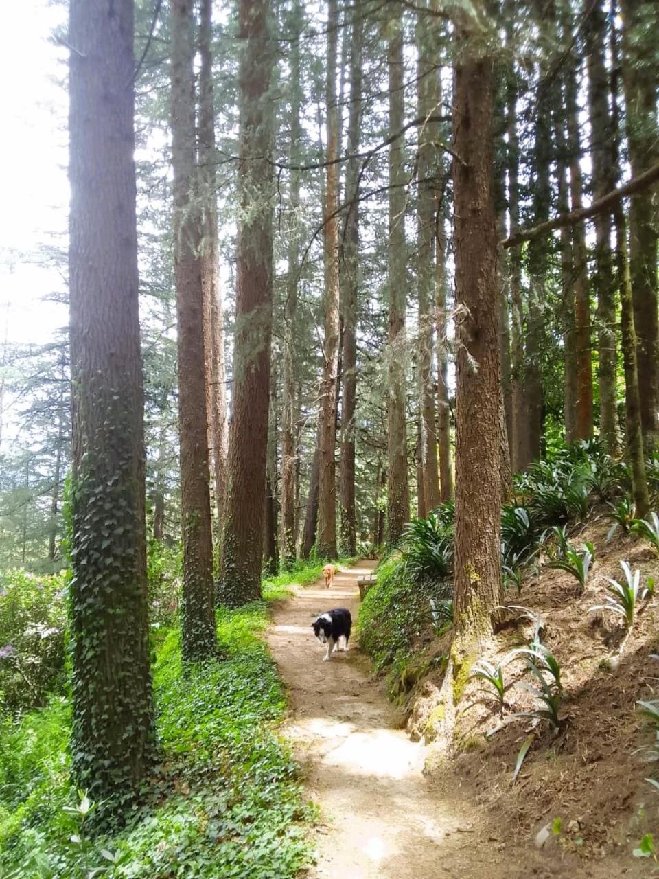 Hogsback Hidden Away