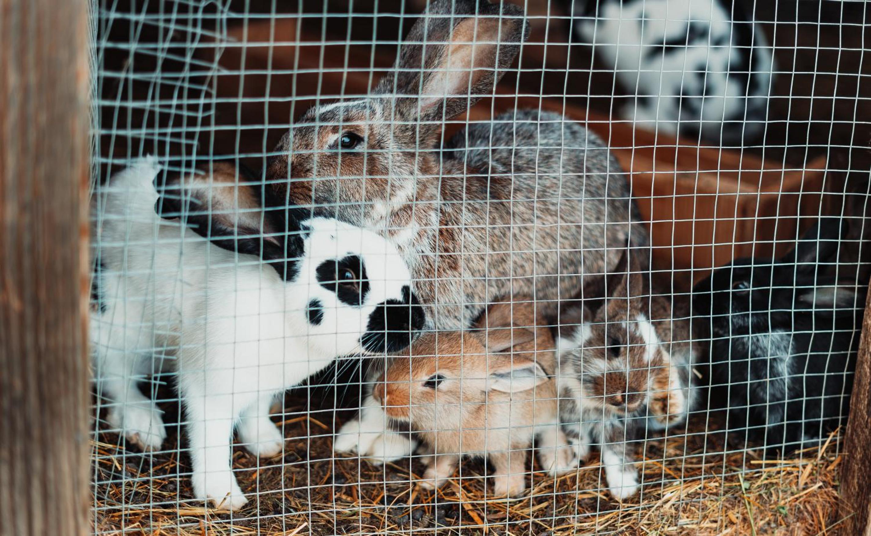 Mei Zeit Hüttendorf