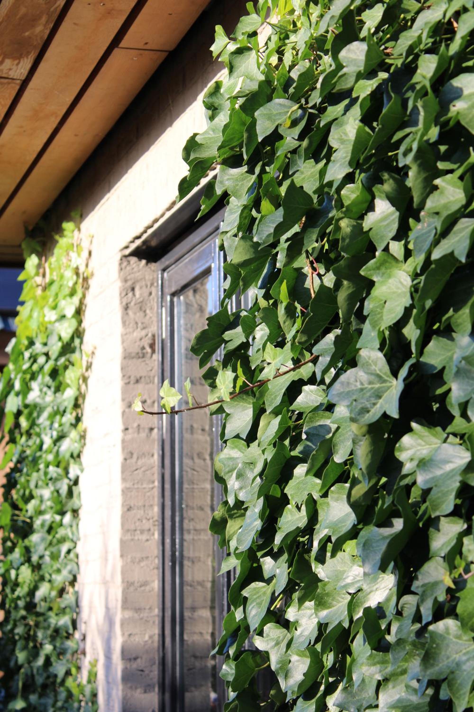 Tiny House in de Boomgaard
