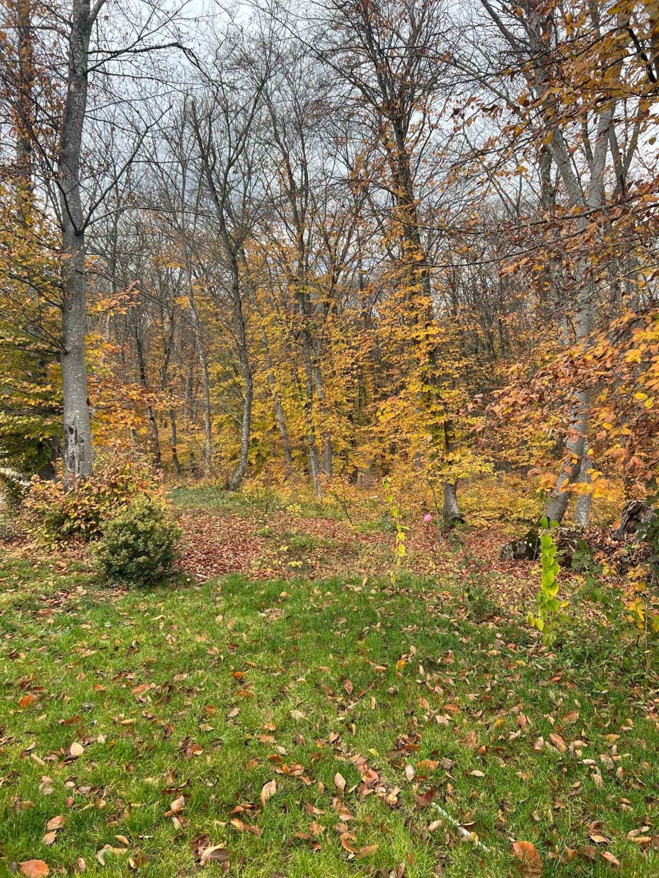 CHALET WOODS GUSAR