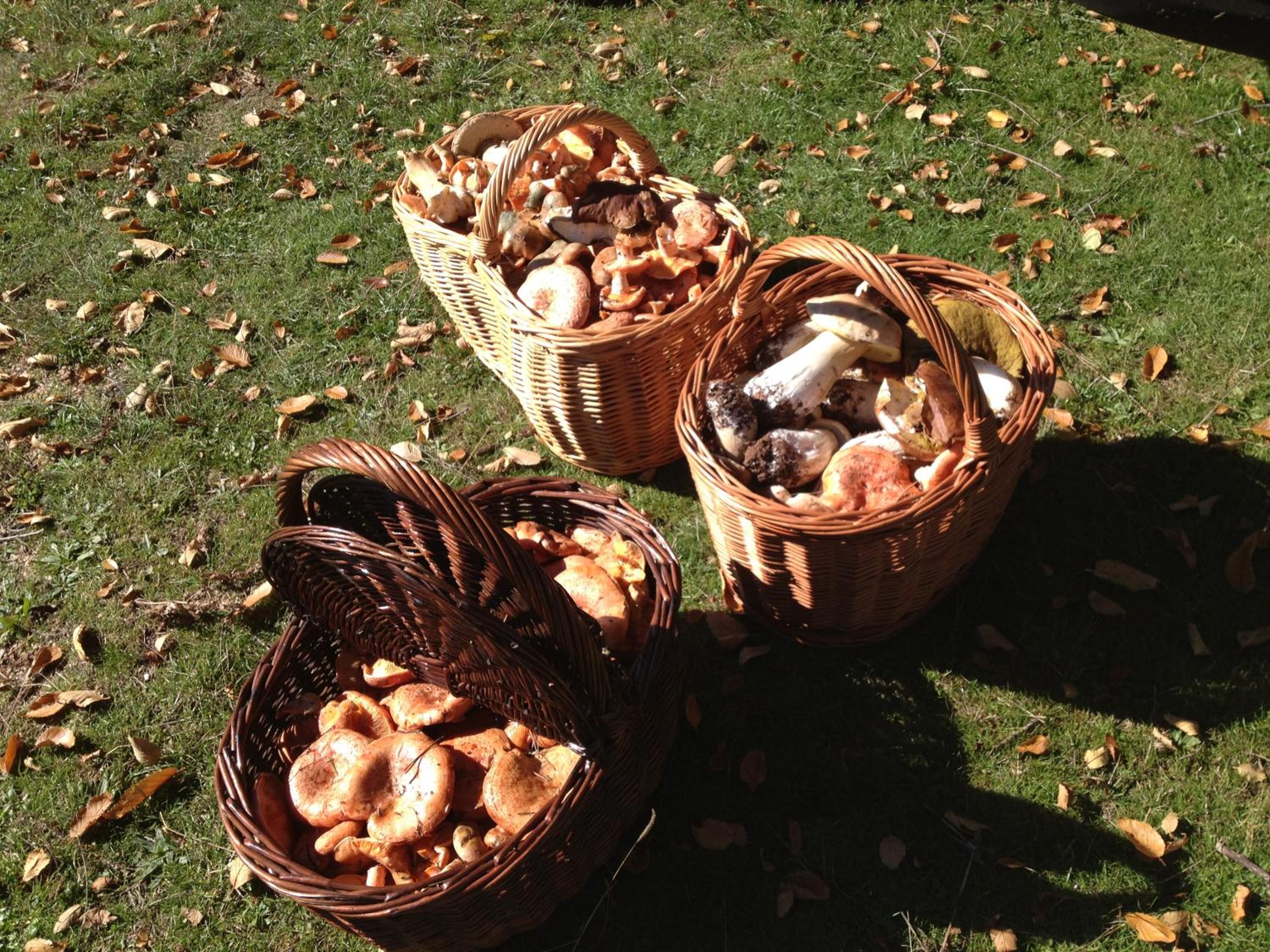 Photo 44