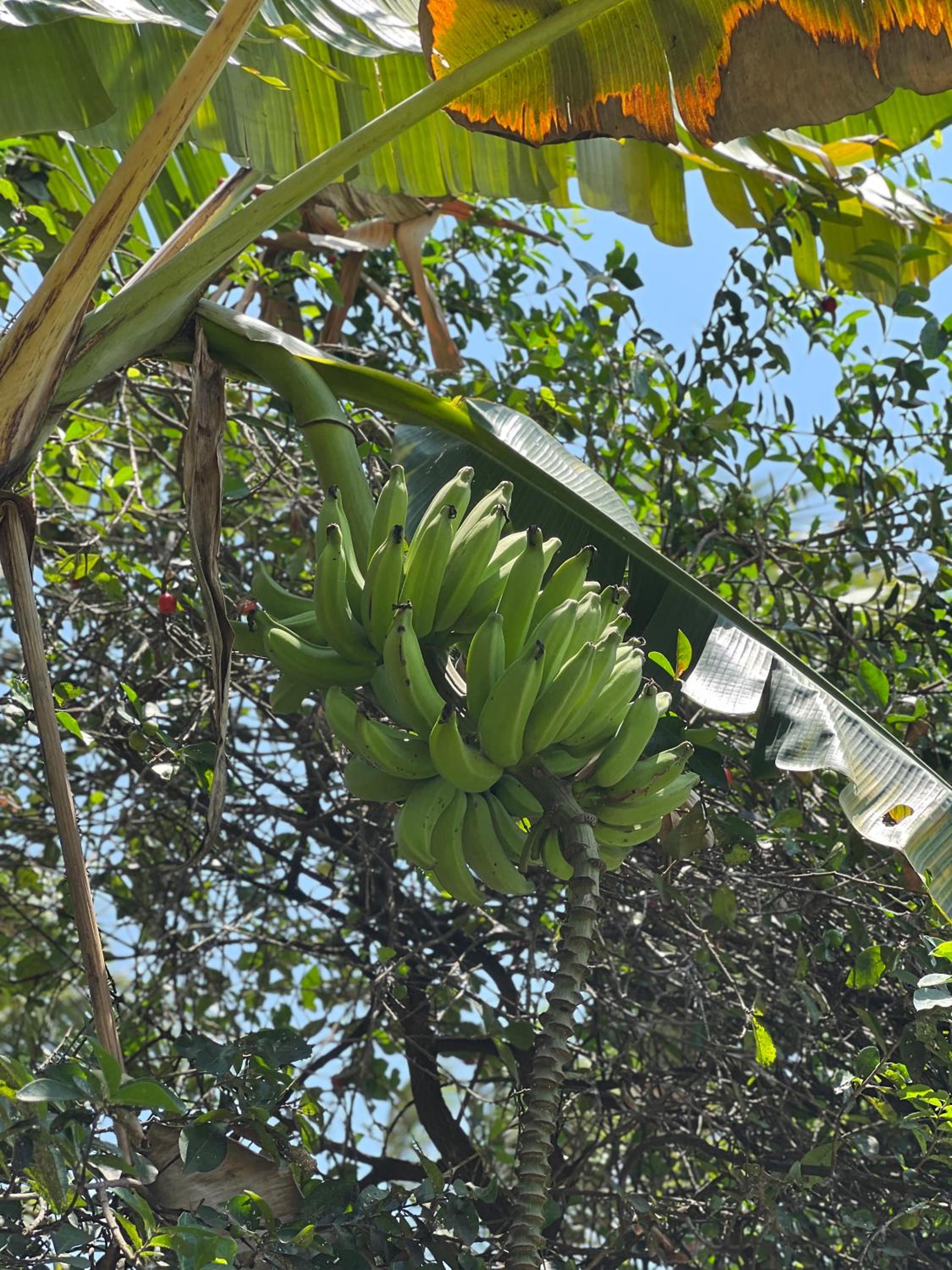 Pousada Oasis