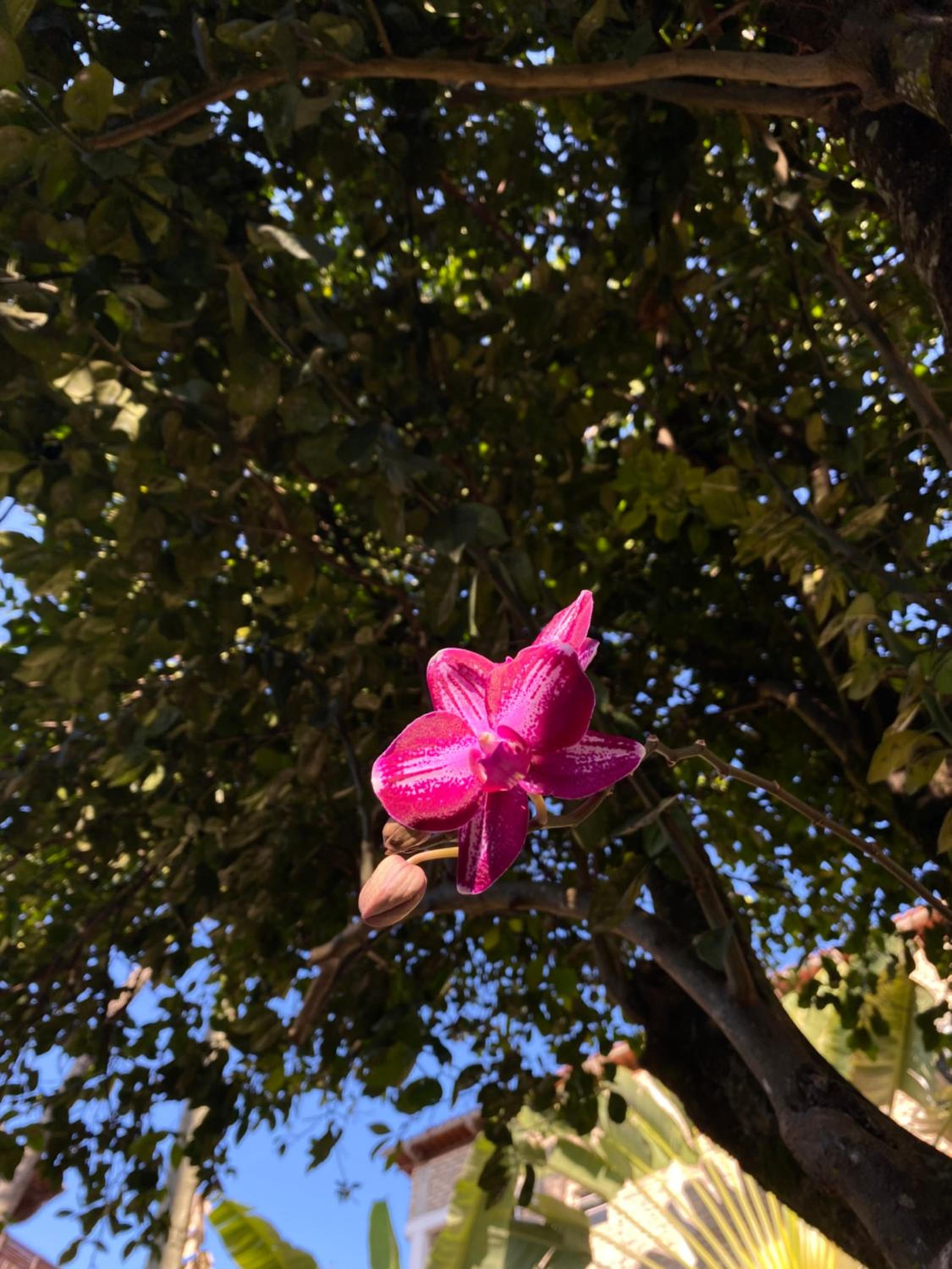 Pousada Oasis