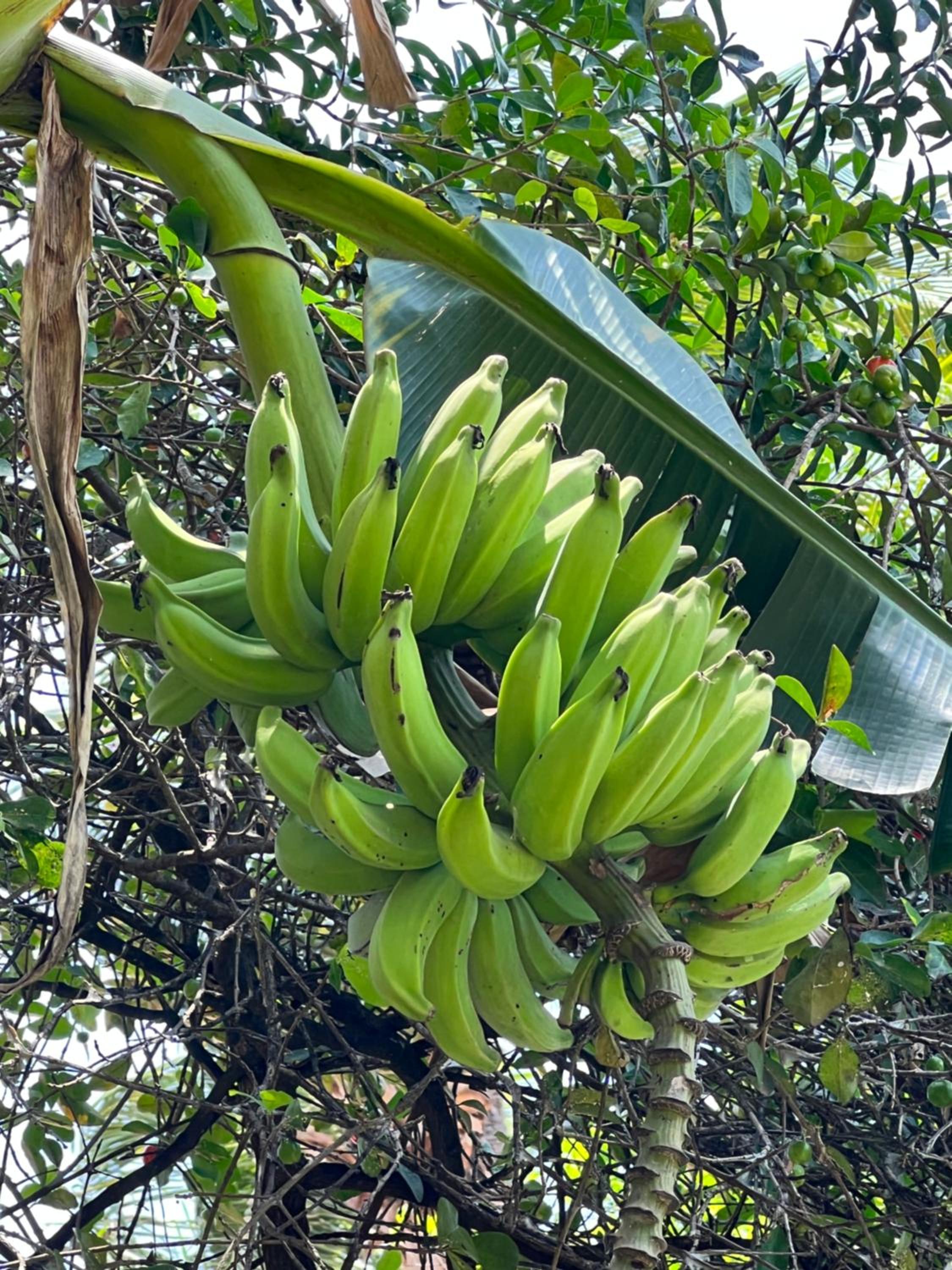 Pousada Oasis
