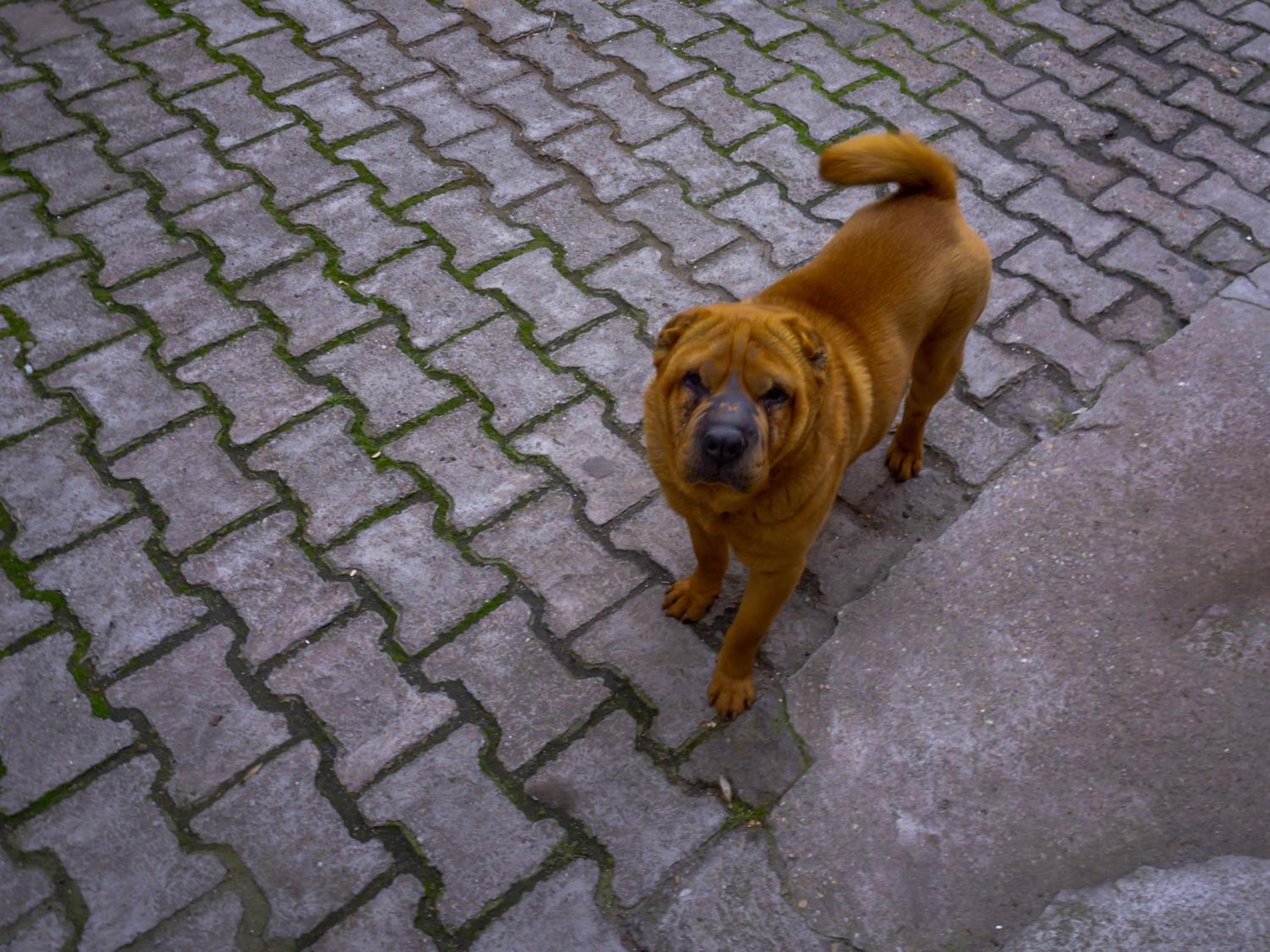 Photo 43