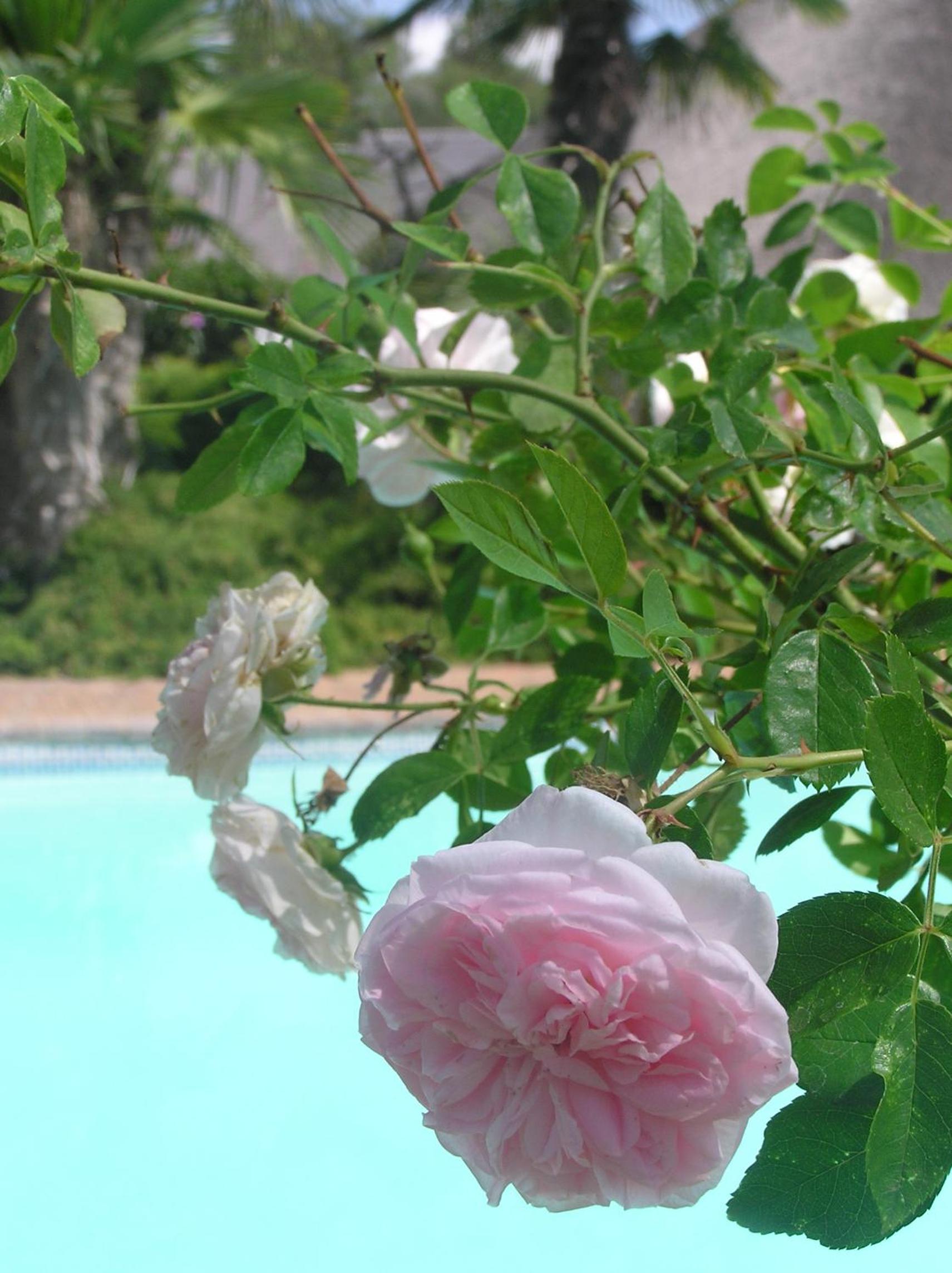 Plumtree Lodge