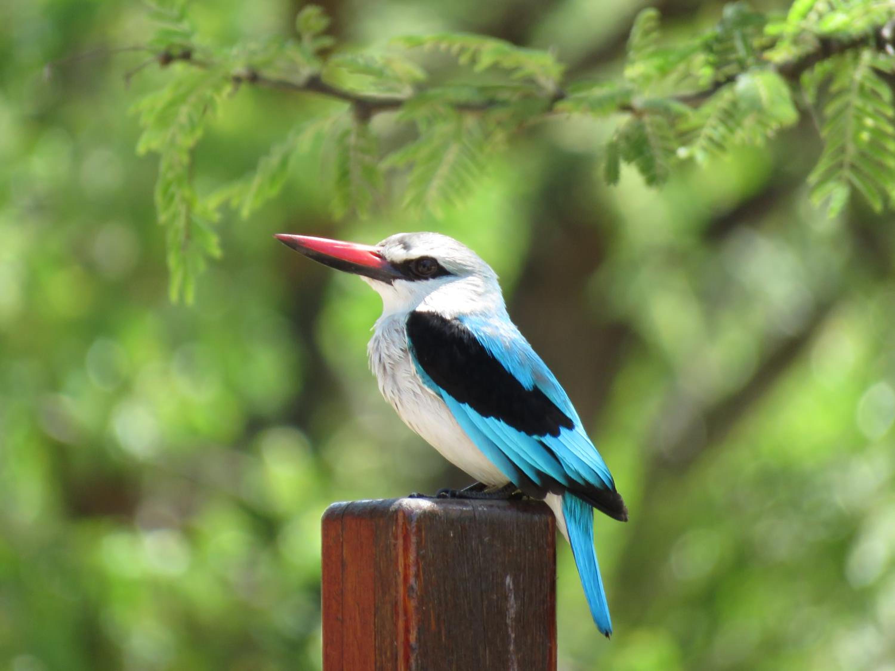 Kingfisher Creek Safari Lodge — photo 5