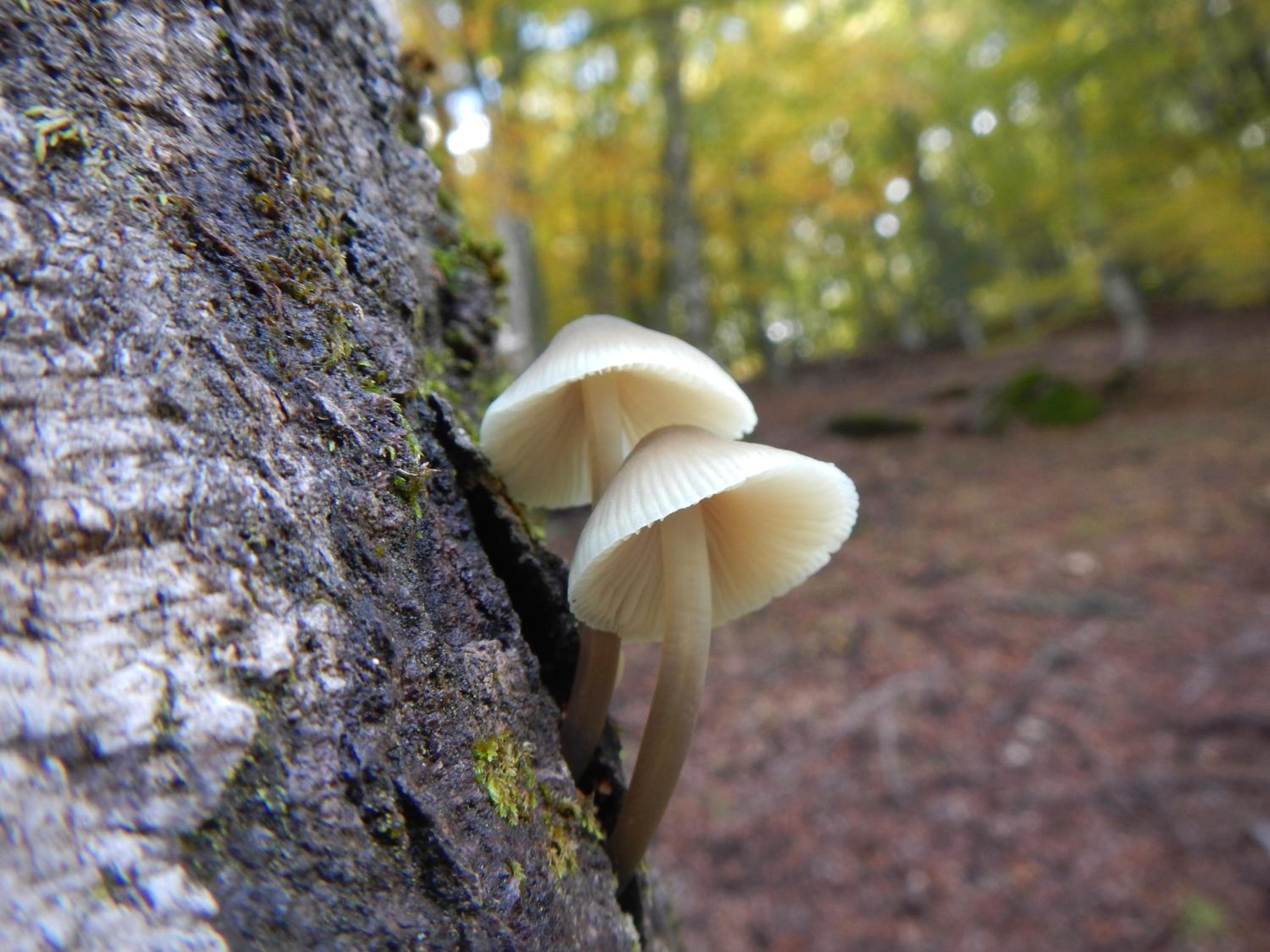 Photo 48