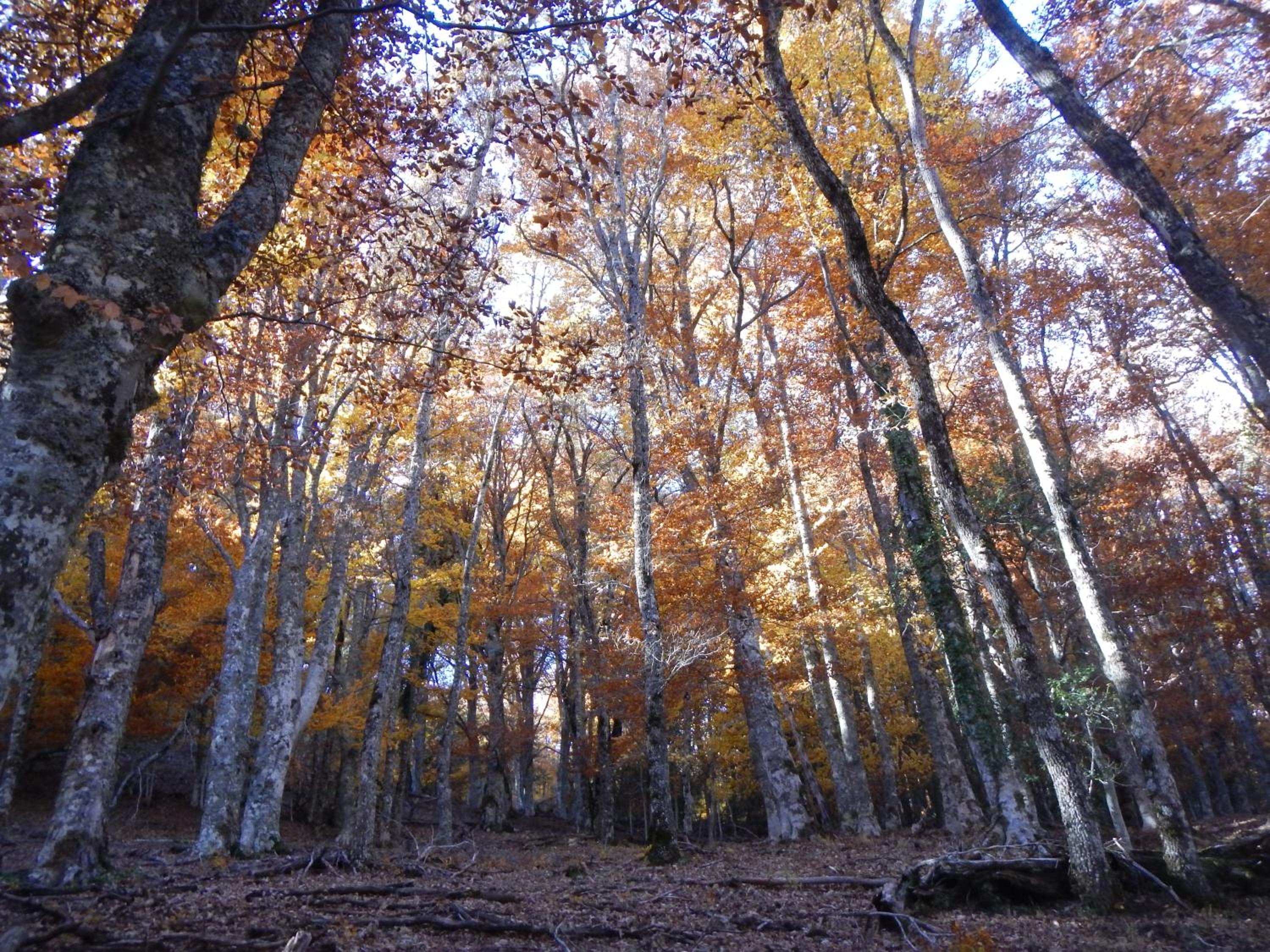 Photo 49