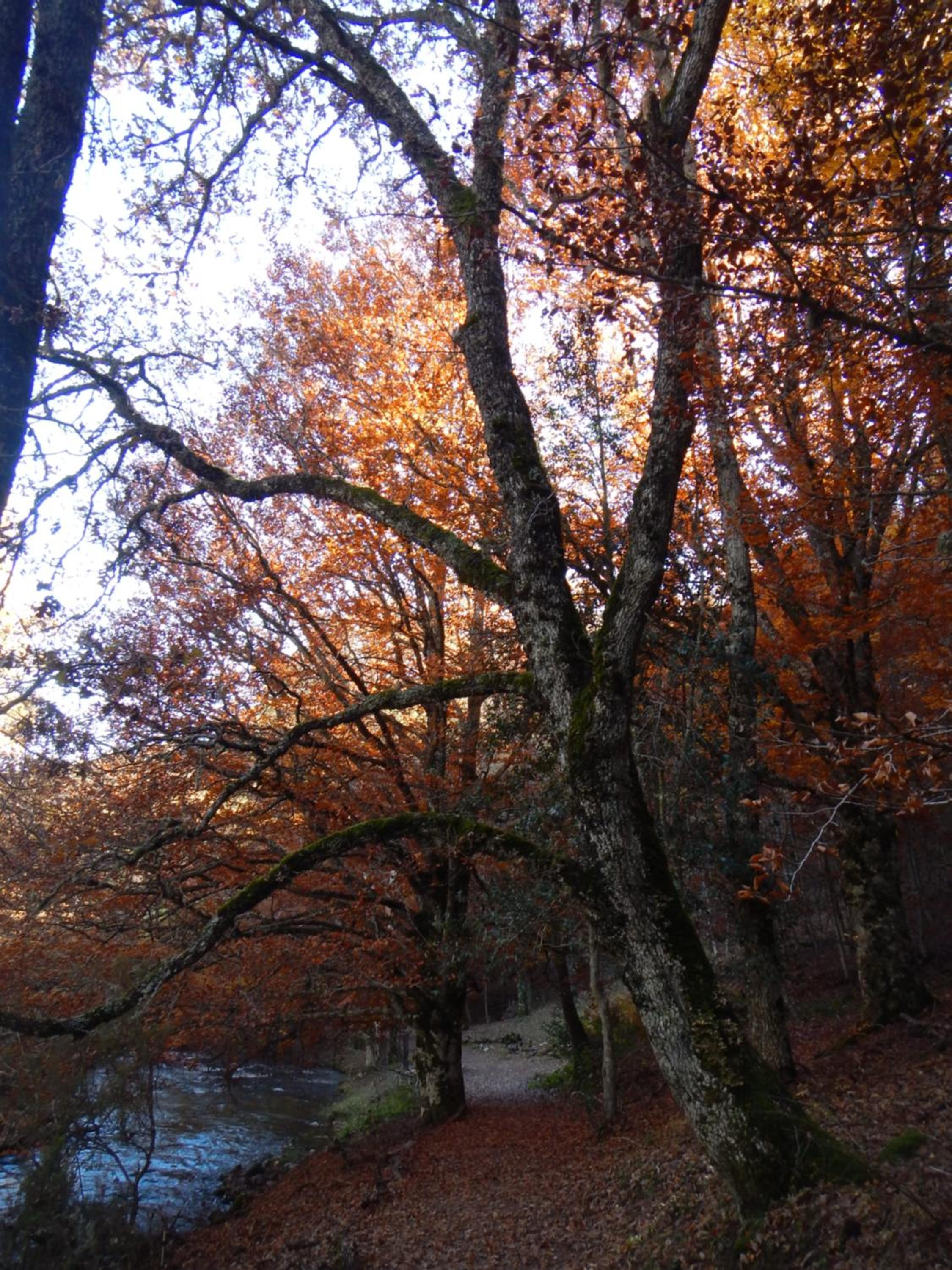Photo 50