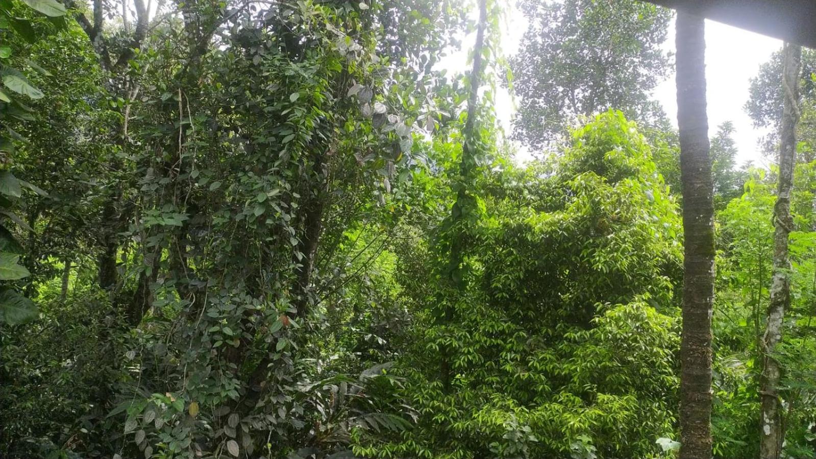 Suryas Home Stay view 3