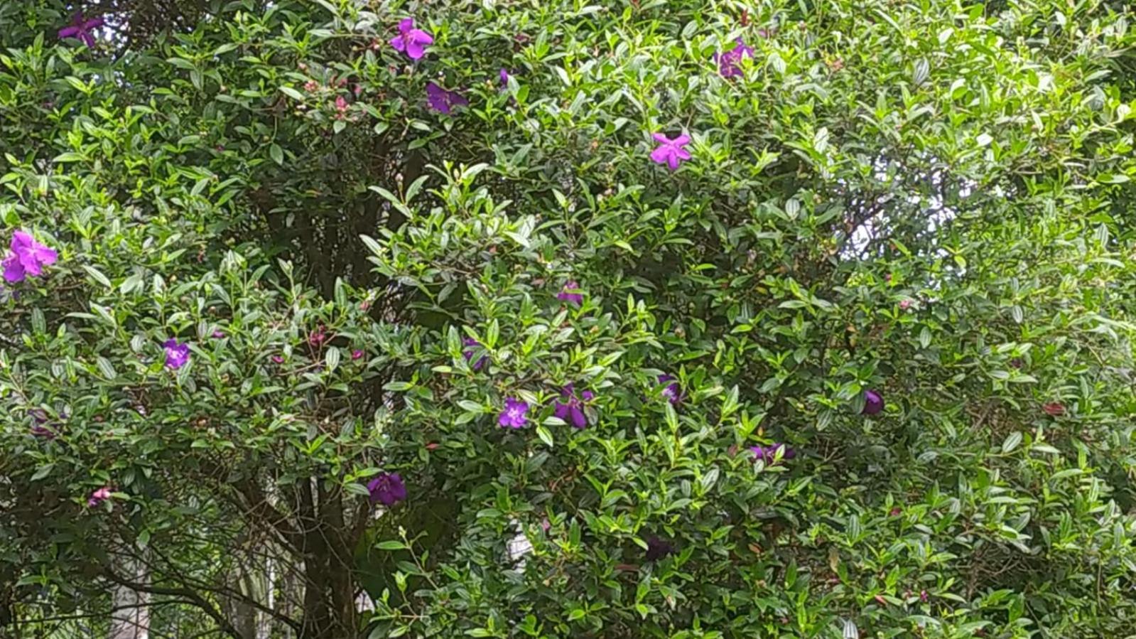 Suryas Home Stay view 4
