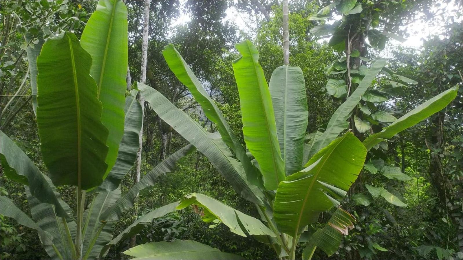 Suryas Home Stay view 5
