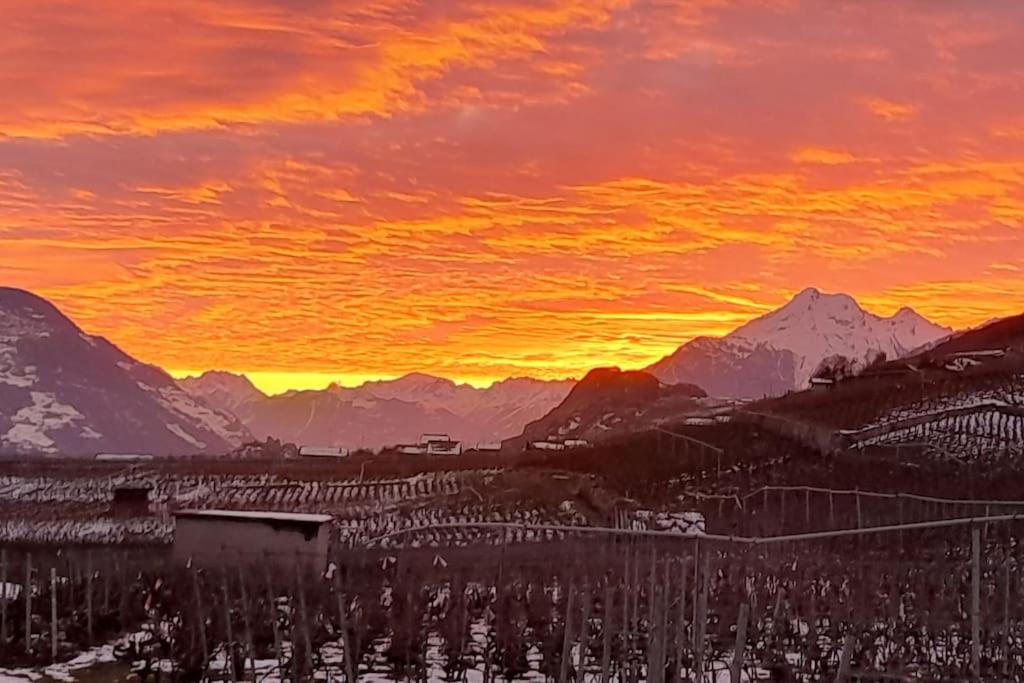 La Mijonnette des vignes