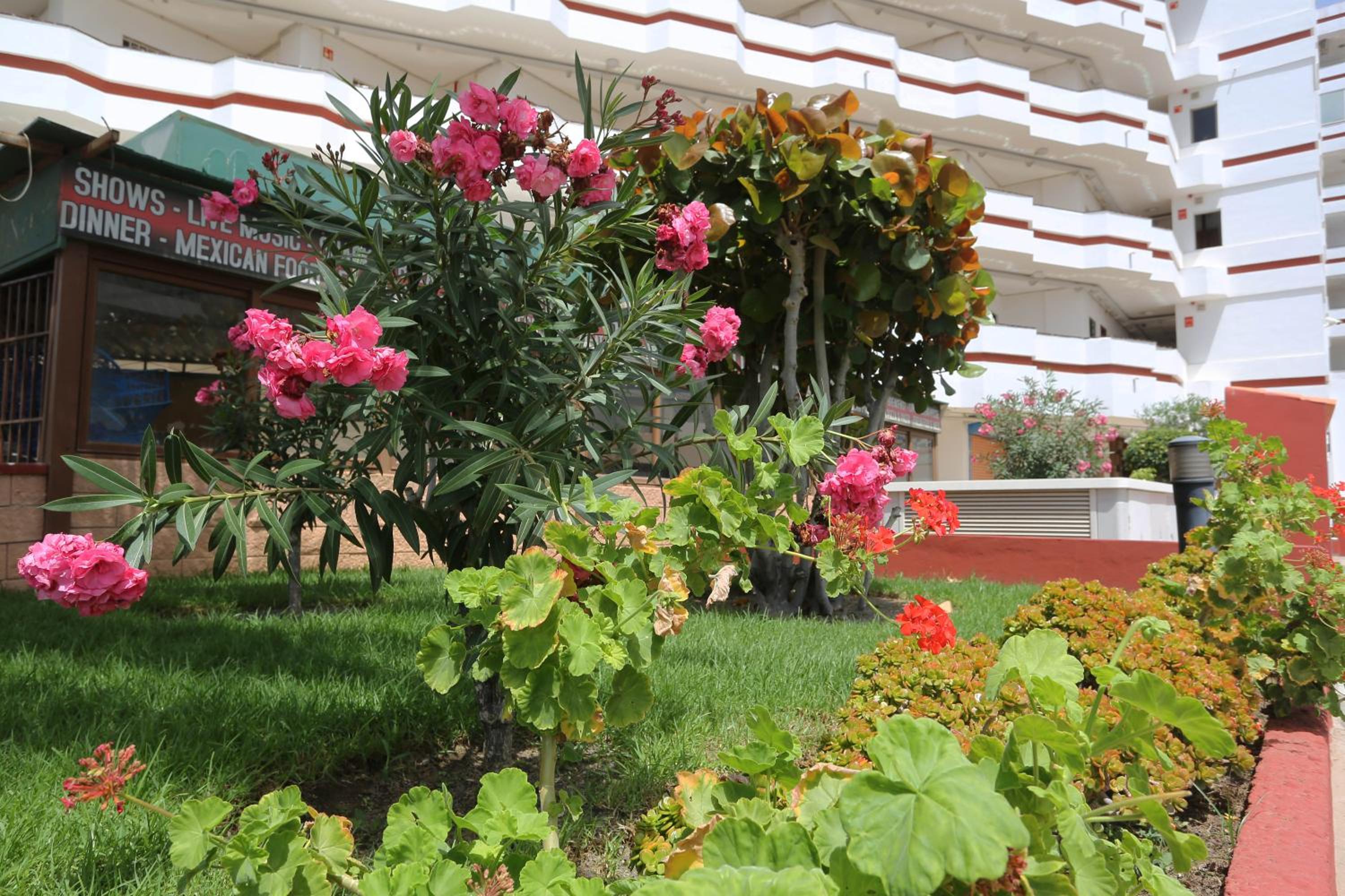 AGAETE PARQUE: APARTAMENTO VISTA PISCINA