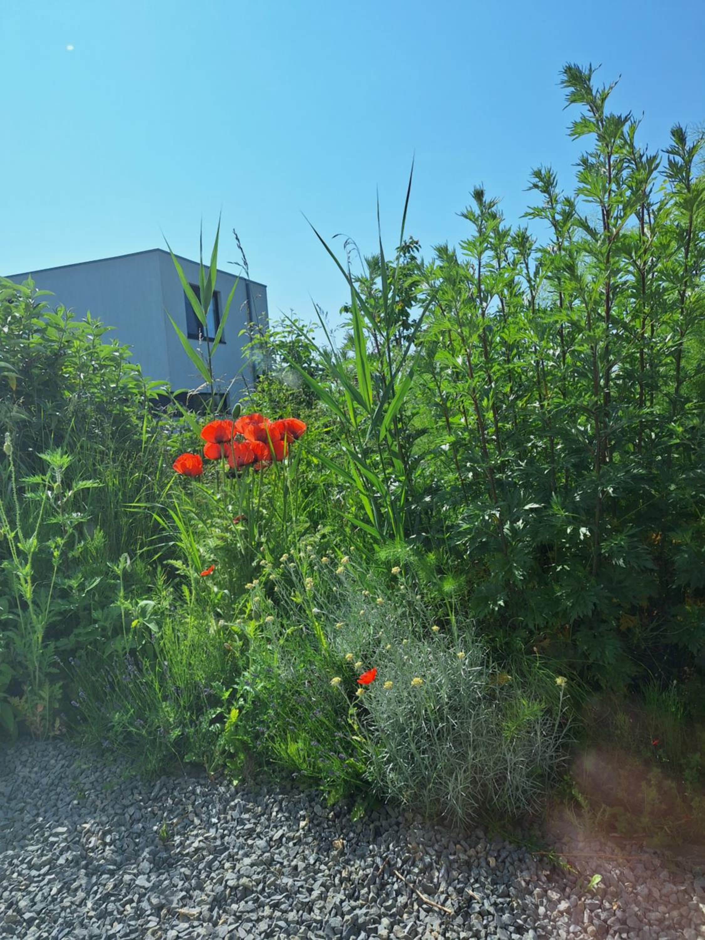 Photo 24