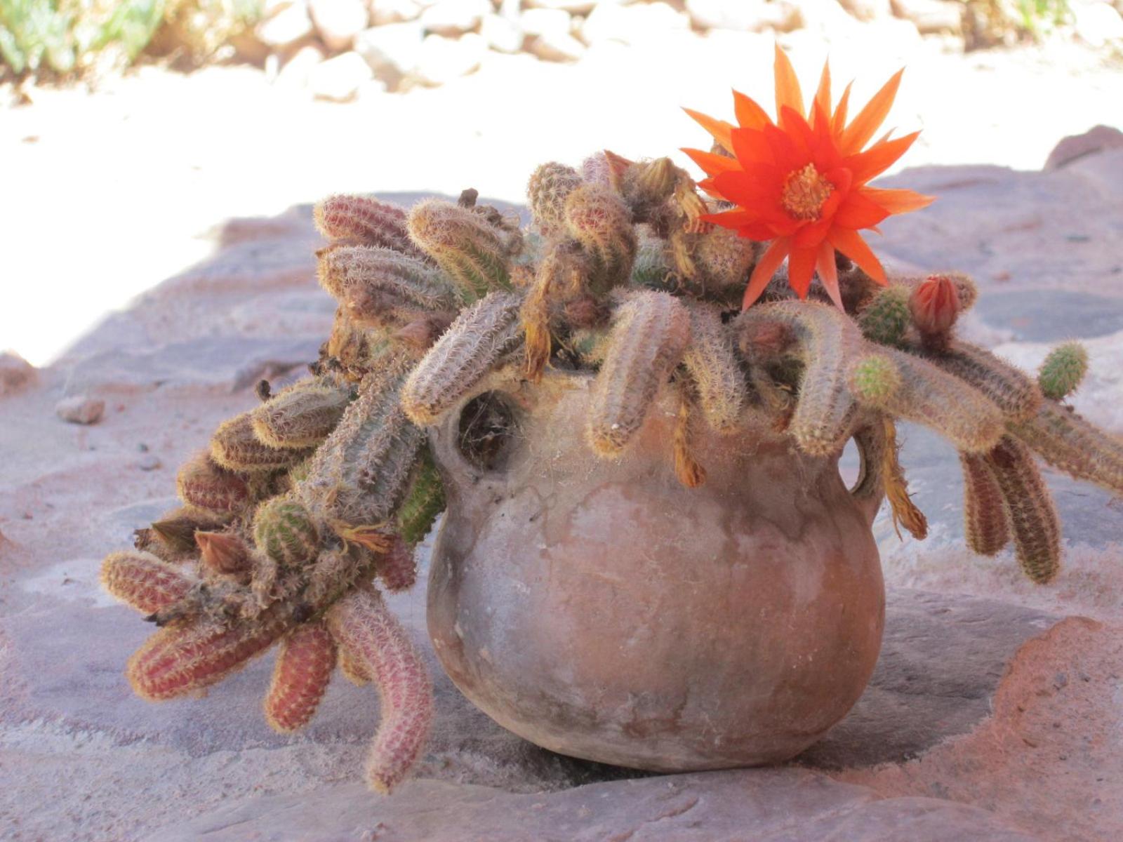 La Calabaza Cabaña