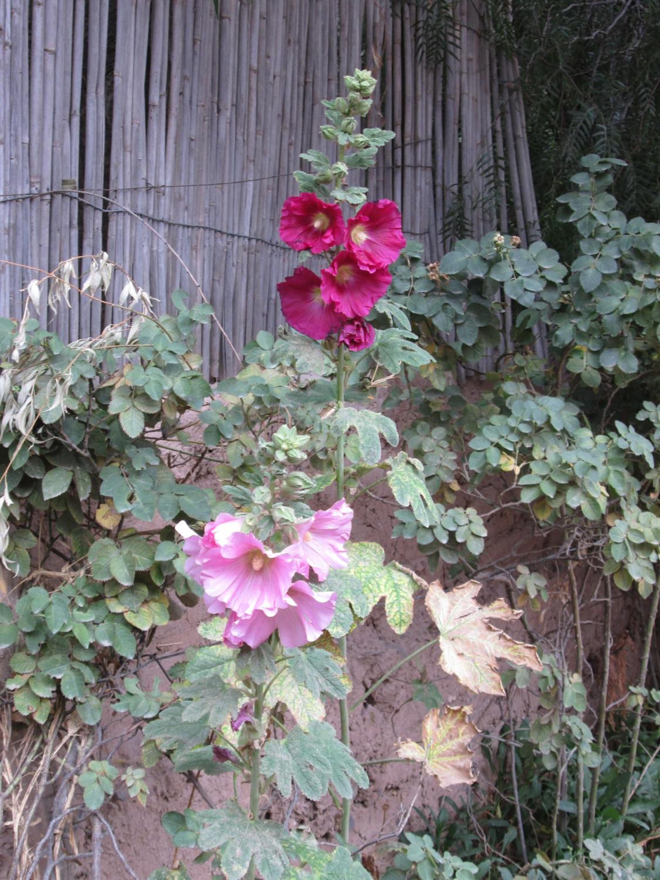 La Calabaza Cabaña