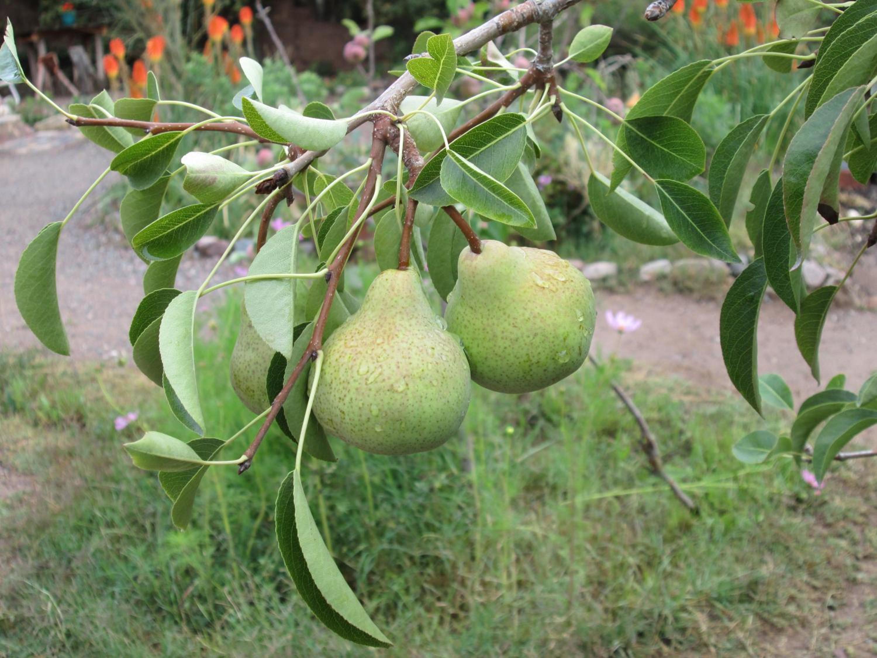 La Calabaza Cabaña