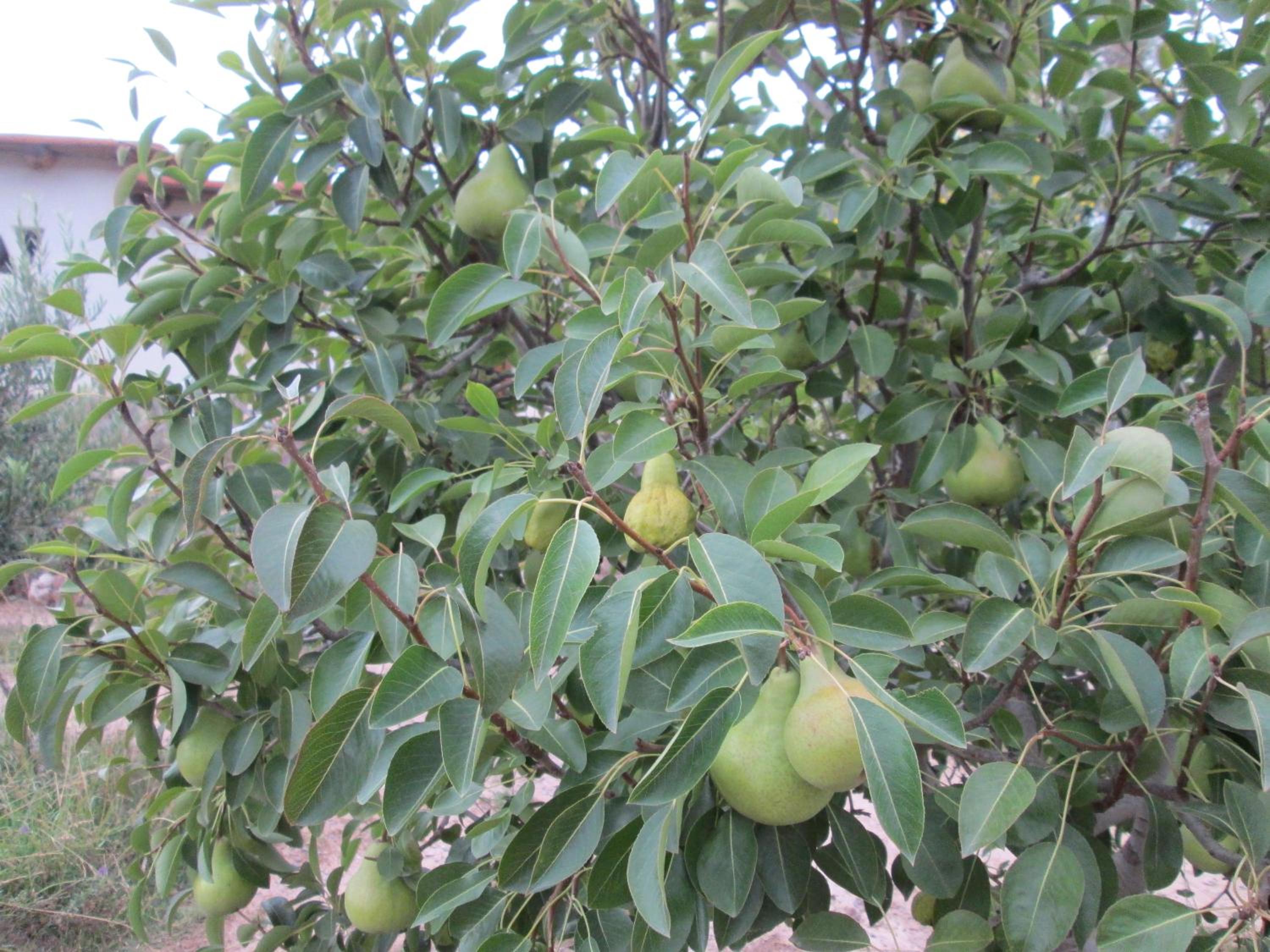 La Calabaza Cabaña