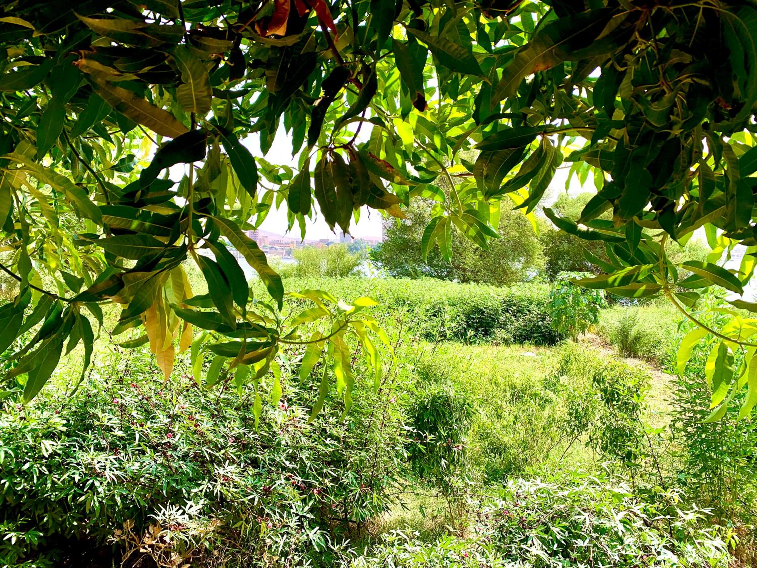 Salatoos Mango Garden and Guesthouse