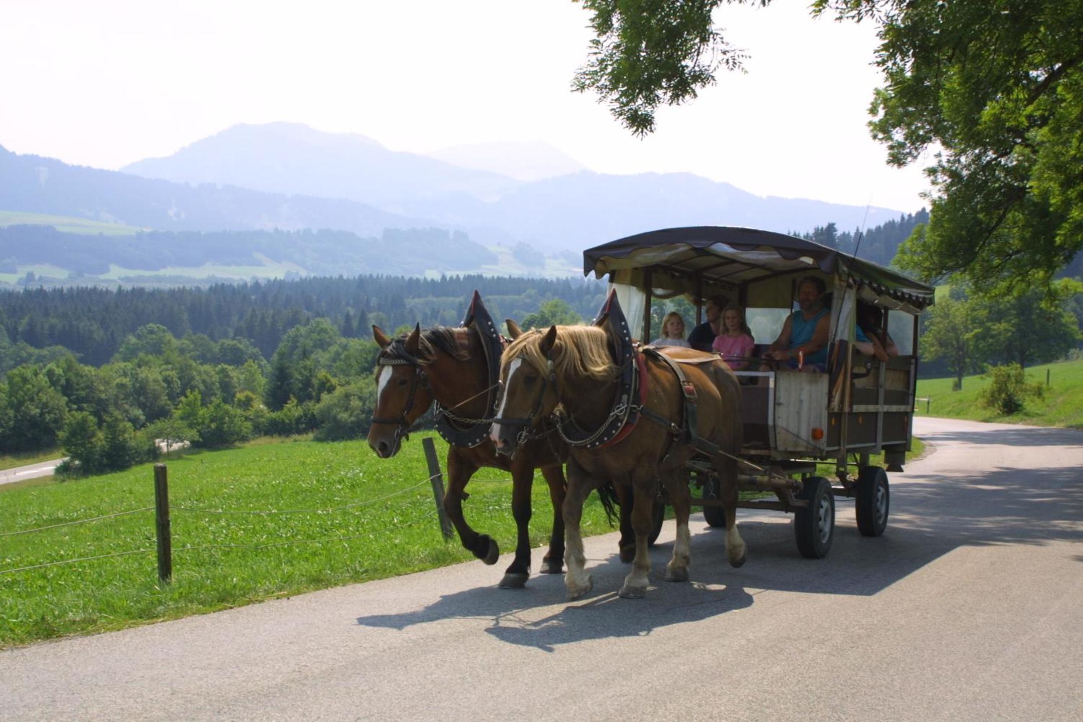 Urheim Rose - Dogfriendly