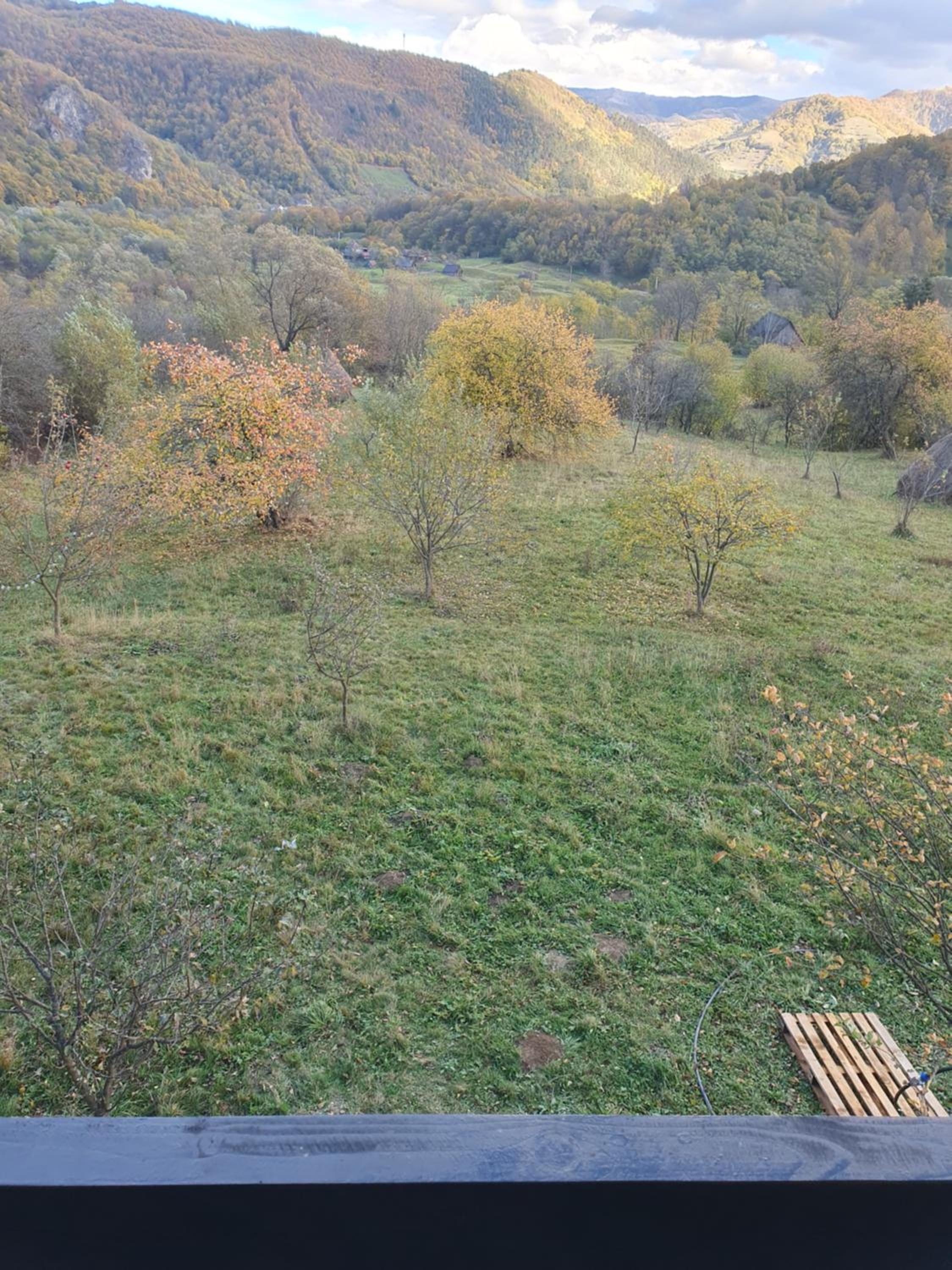 Cabana Apuseni Forest