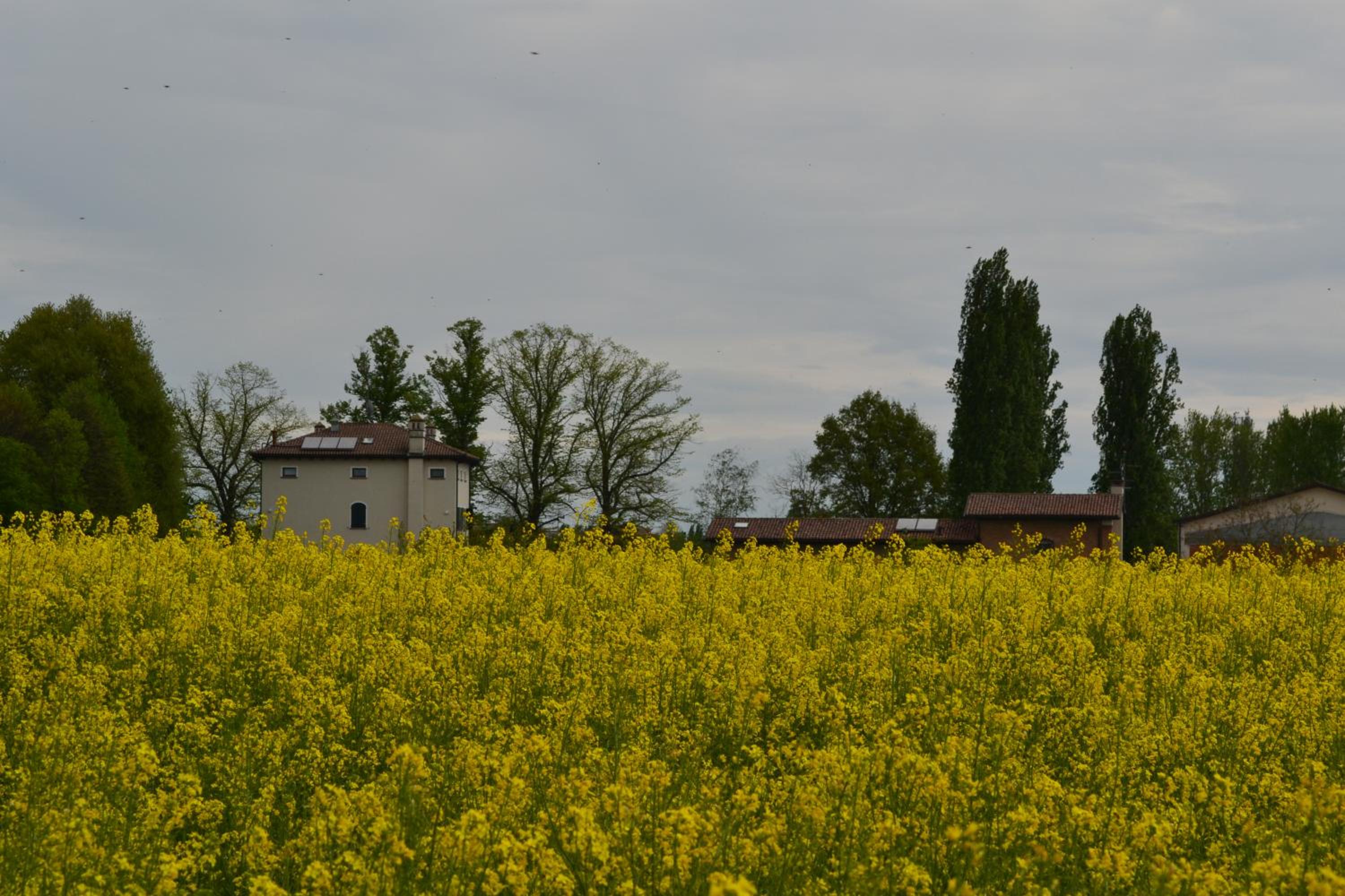 Photo 36