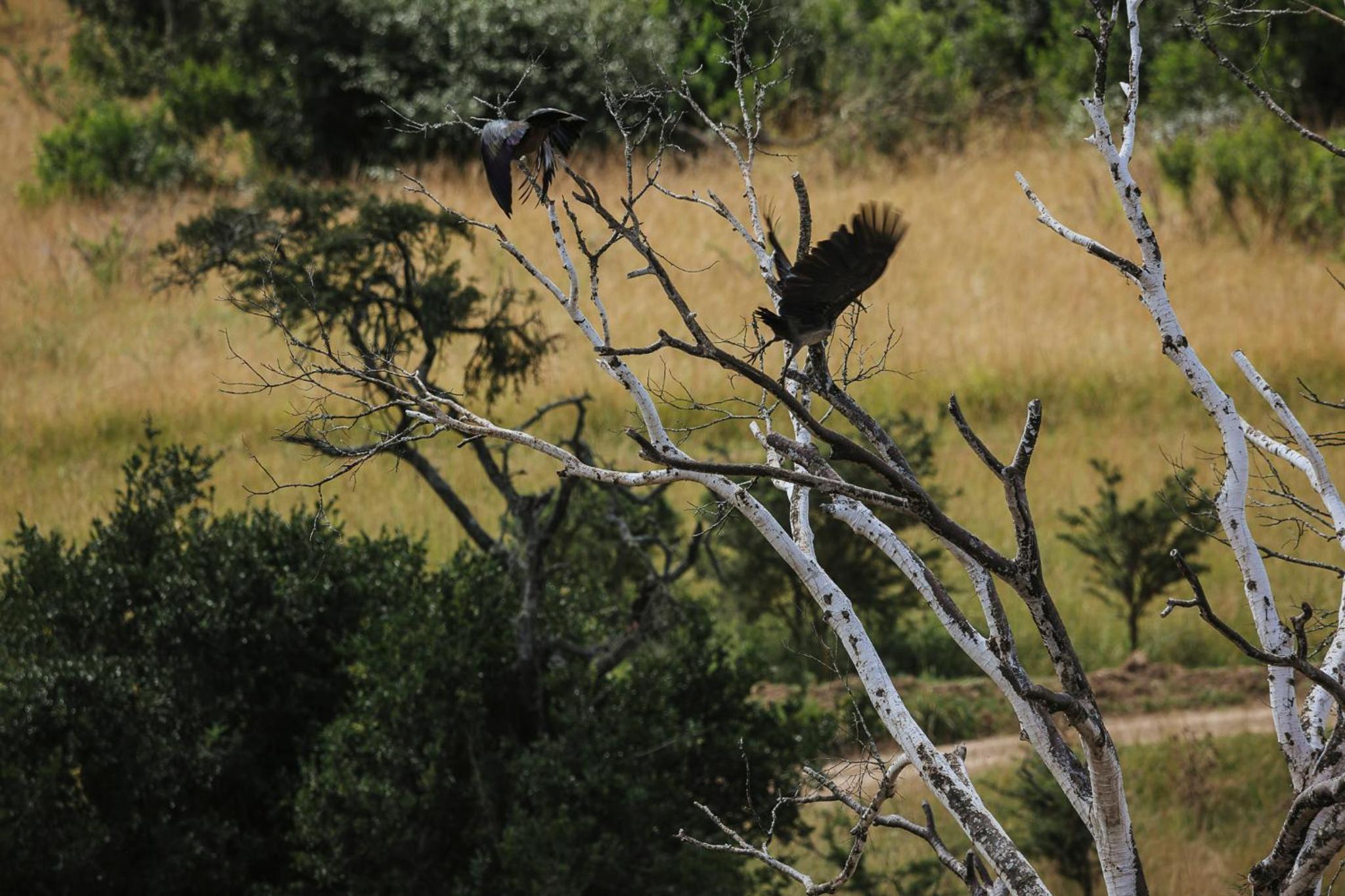 other