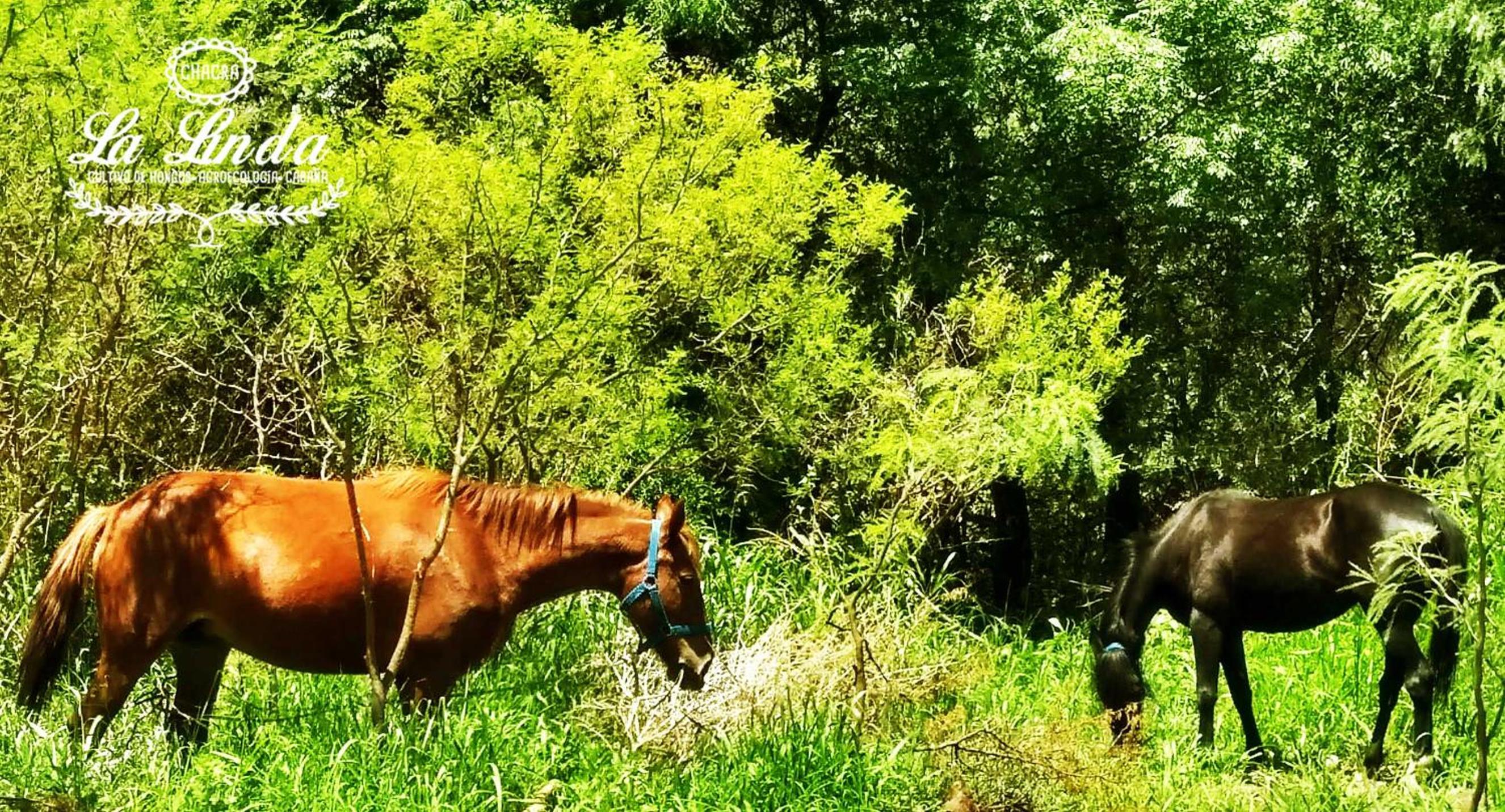 Chacra La Linda Eco San Marcos Sierras