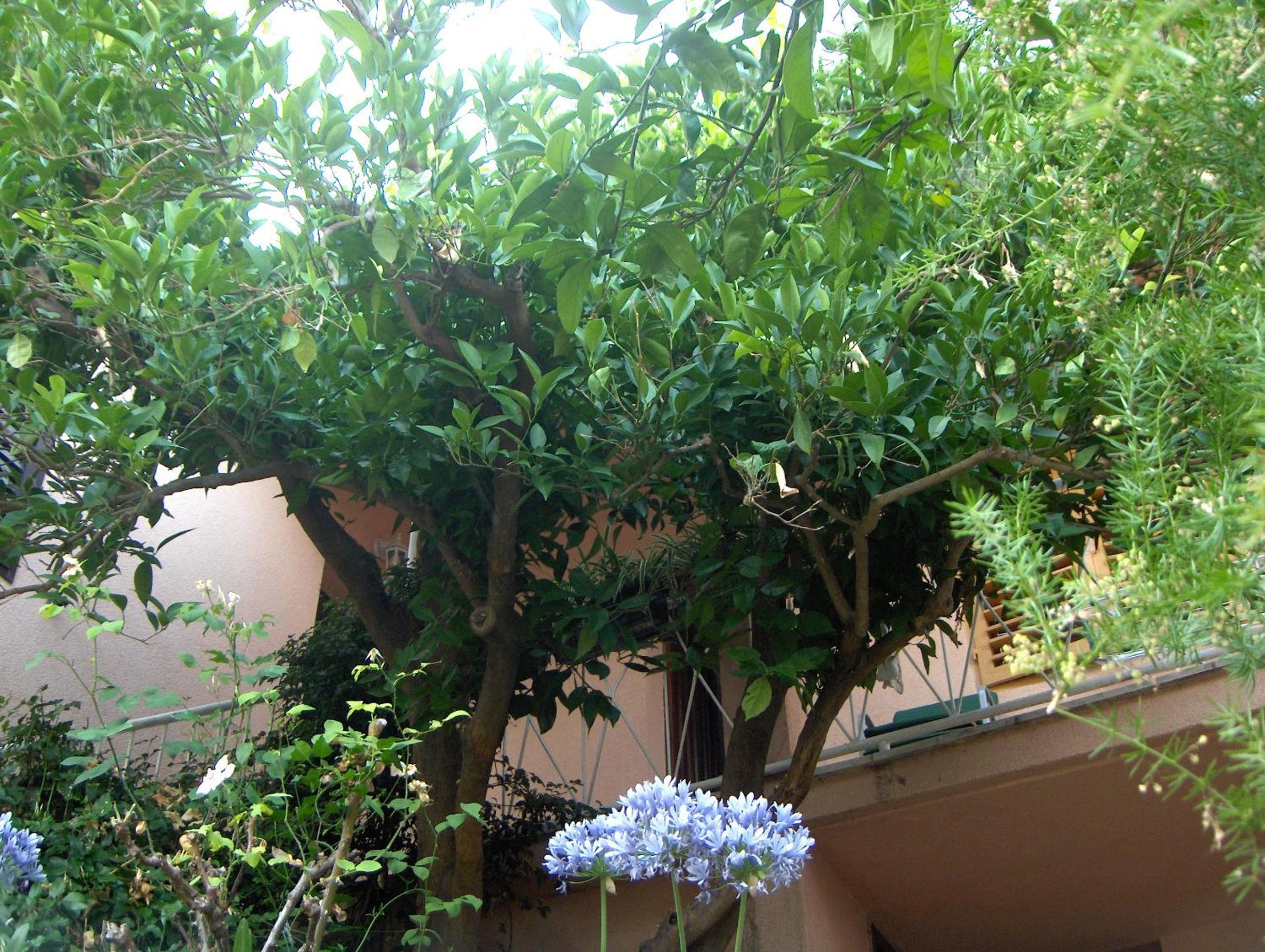 Guest House Roza