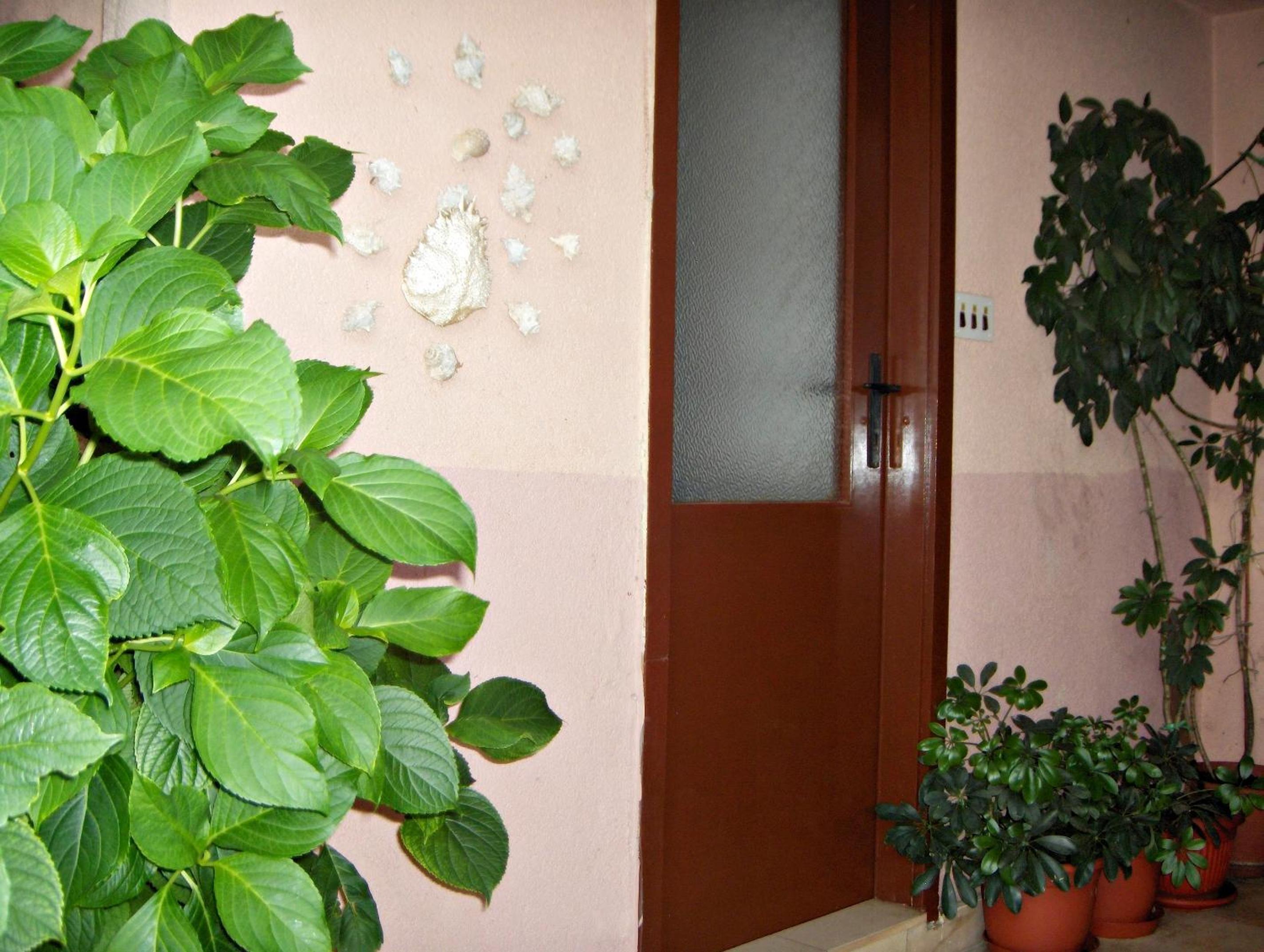 Guest House Roza