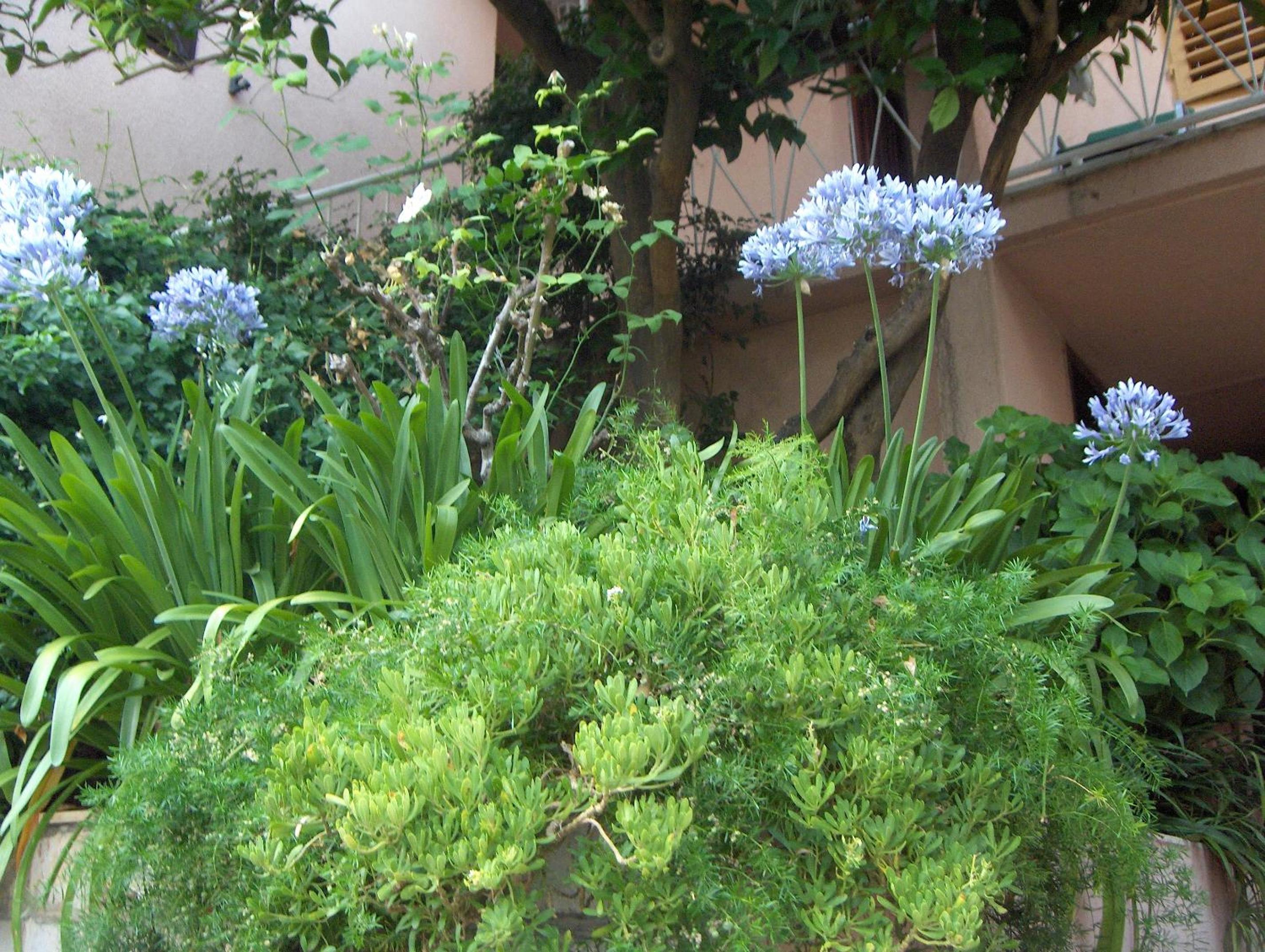 Guest House Roza