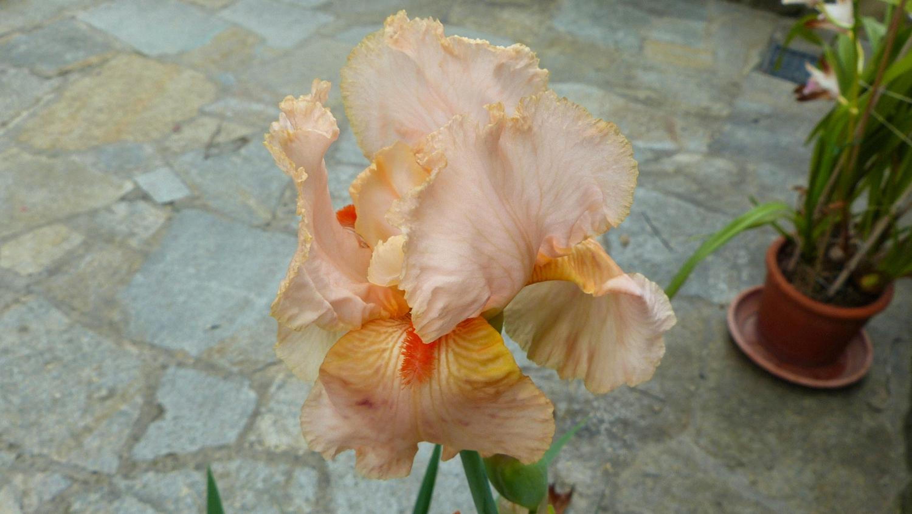 Photo 42