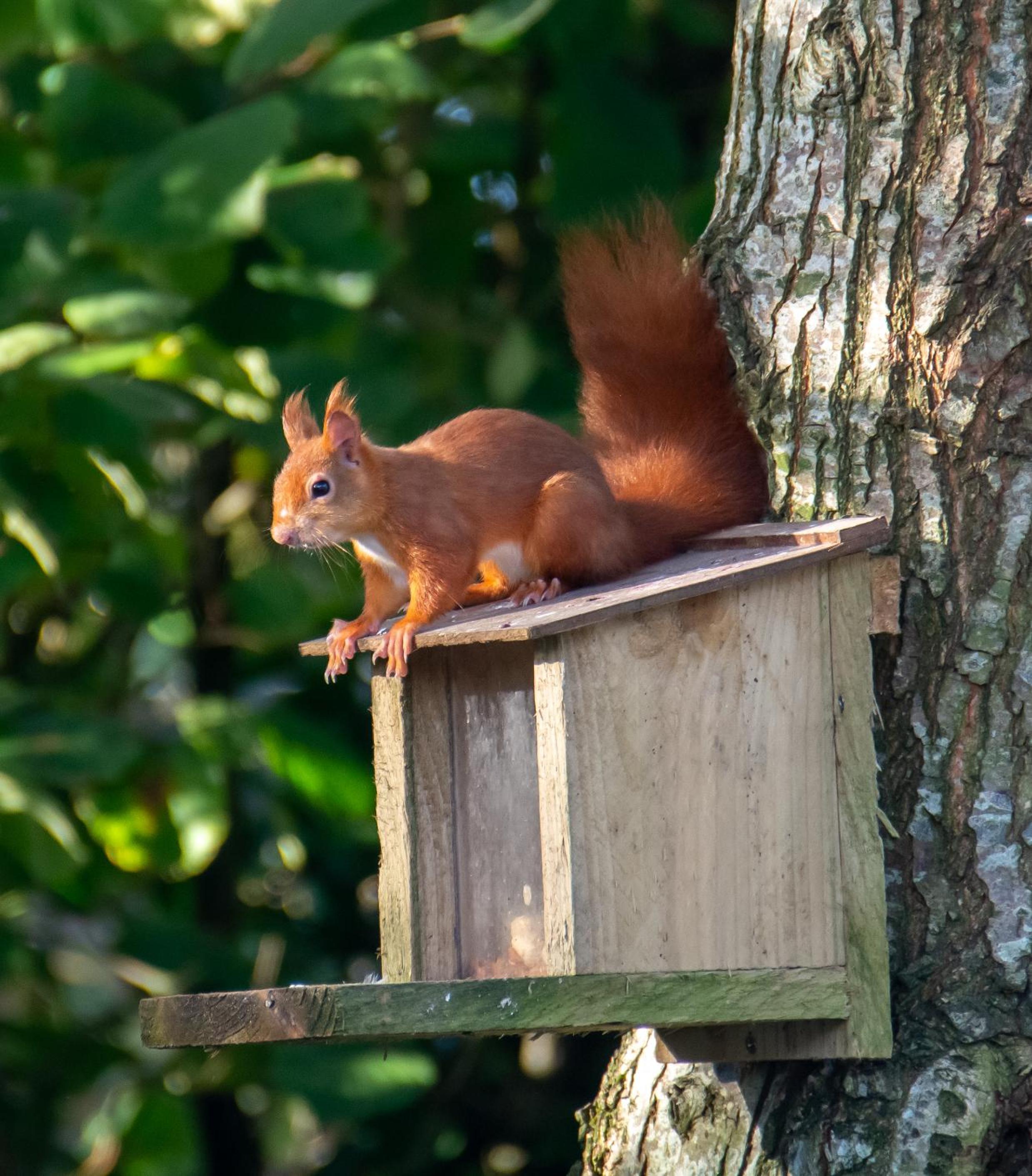 Red Squirrel Holiday Home in the Countryside, 10 mins to Lligwy Beach view 2