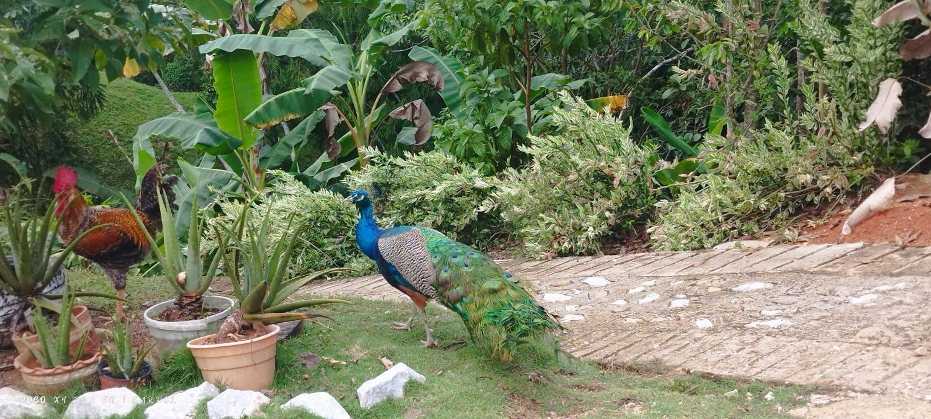 Cabaña Campestre