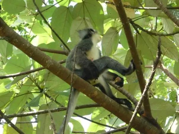 ORANGUTANTREKSUMATRA & LOVELY JUNGLE LODGE only book IF you are treking with us view 5