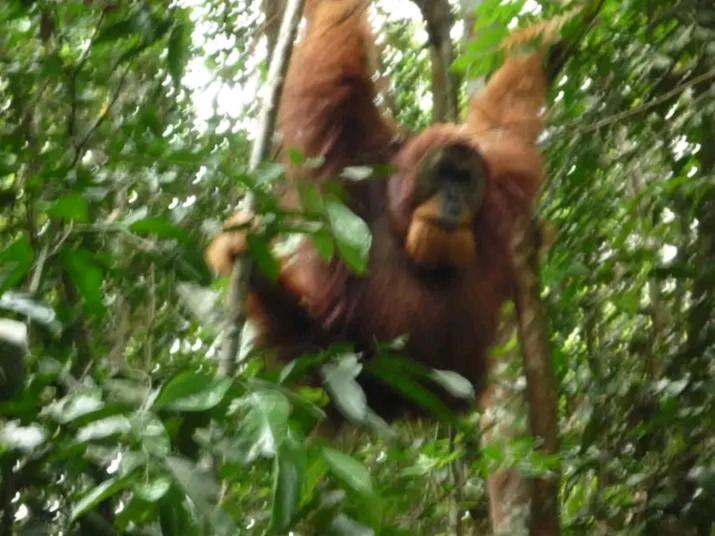 ORANGUTANTREKSUMATRA & LOVELY JUNGLE LODGE only book IF you are treking with us view 4