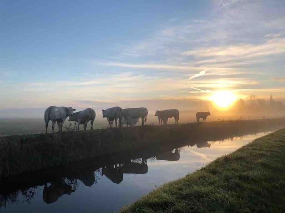 Duynbossie