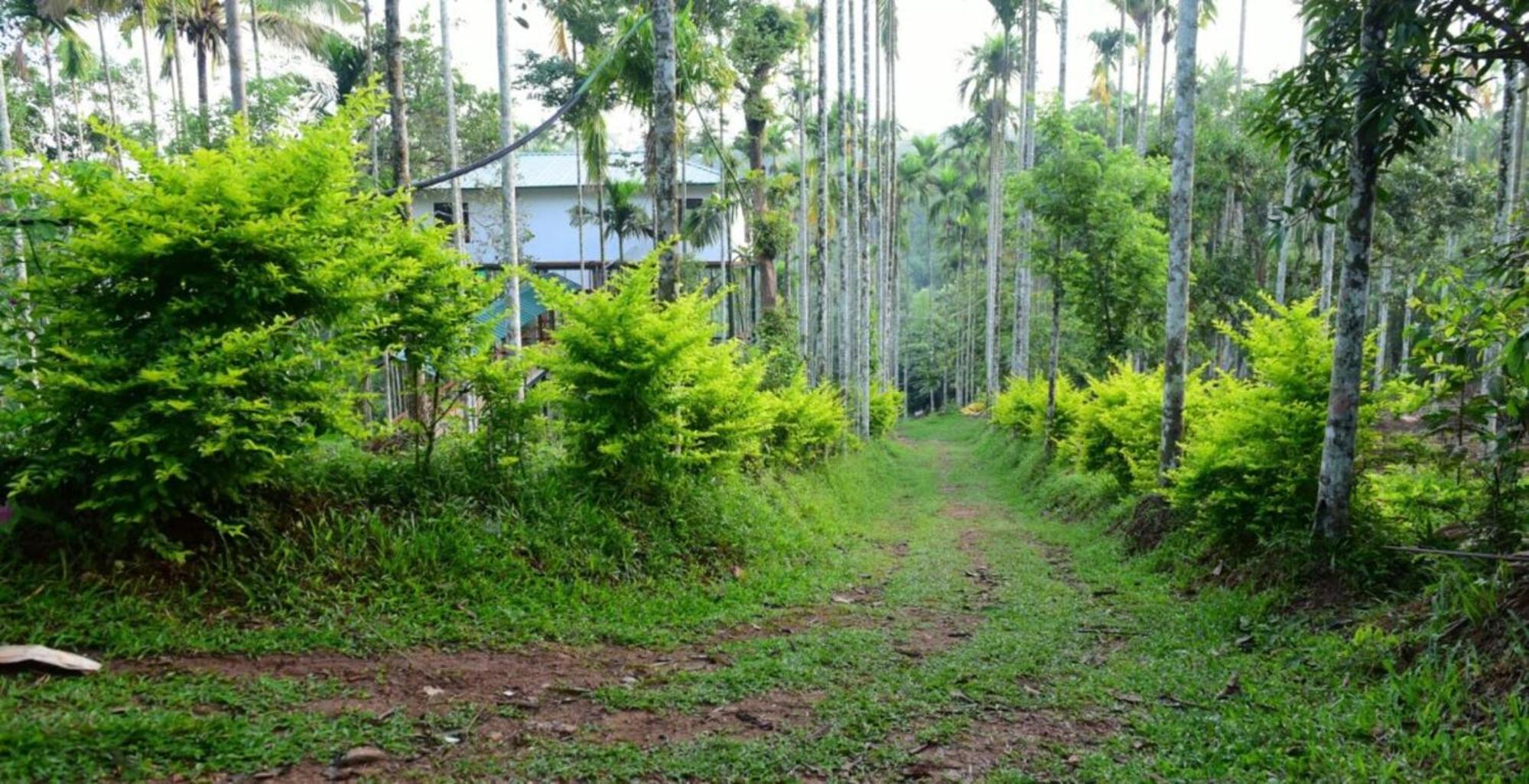 Greens Vista Homestay Wayanad Near Natural Stream and Pool view 5