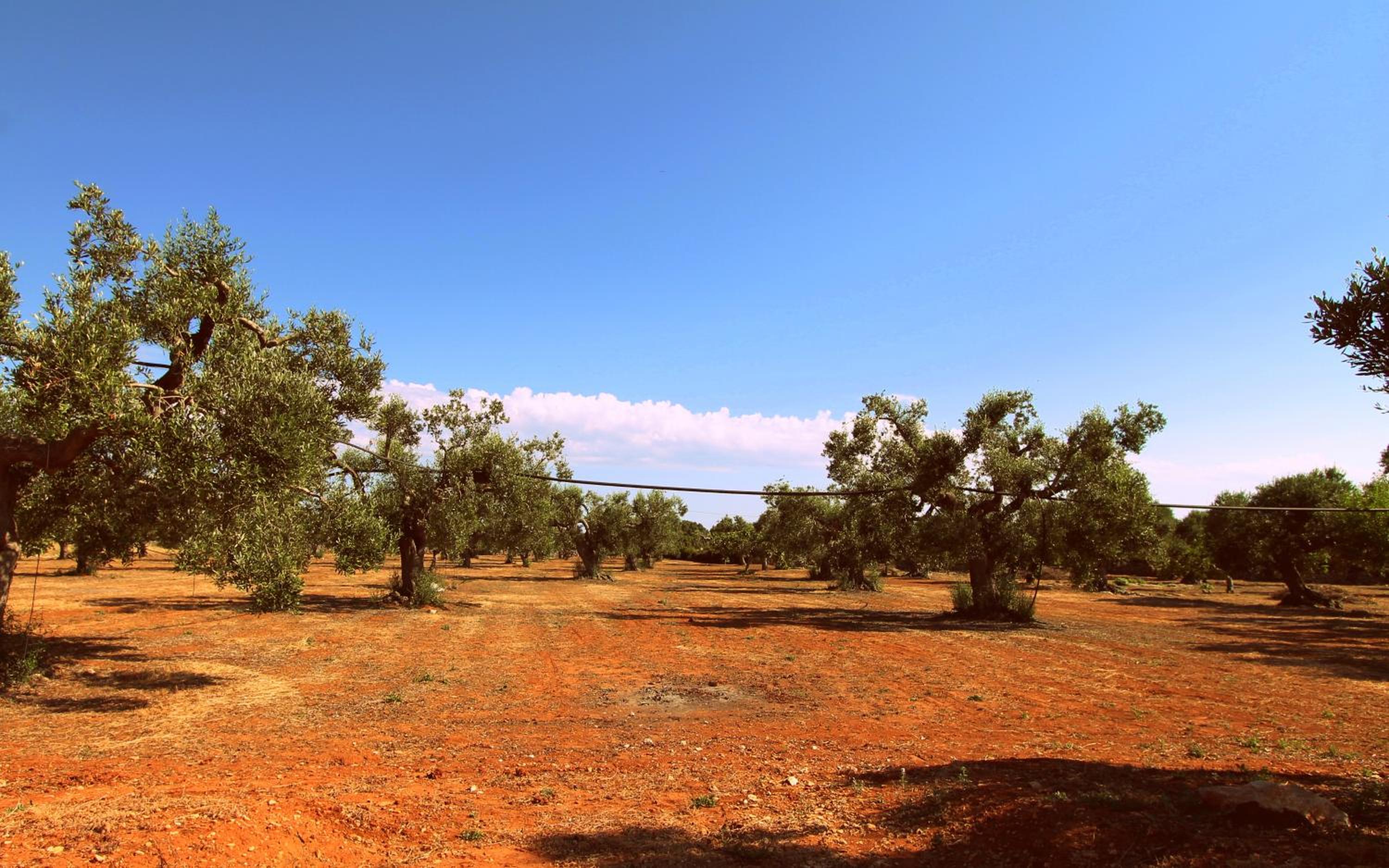 Country Salenthouse