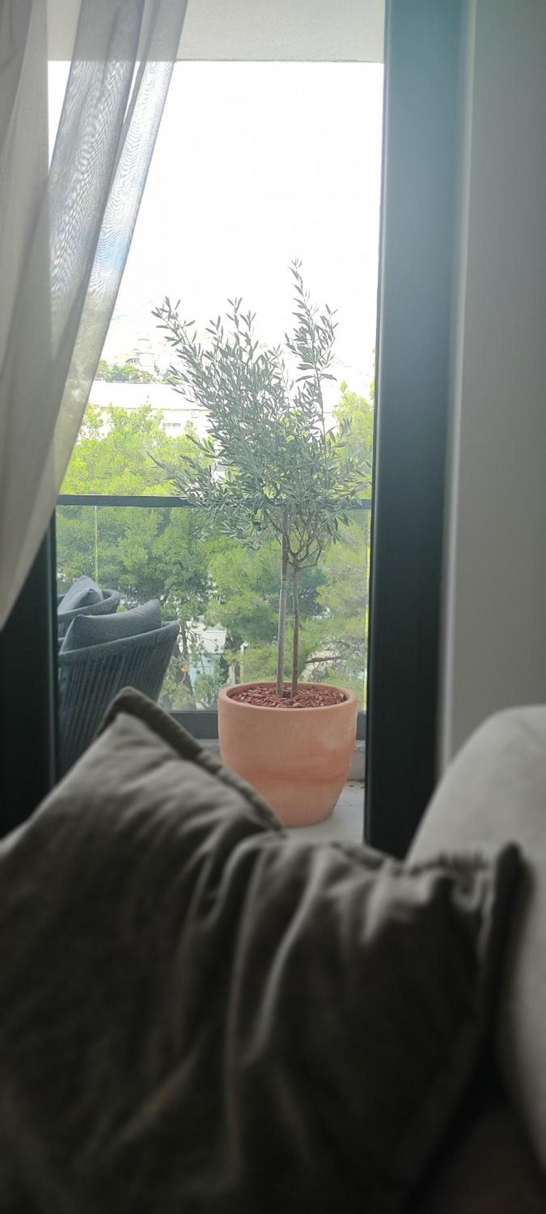 Avisi Living