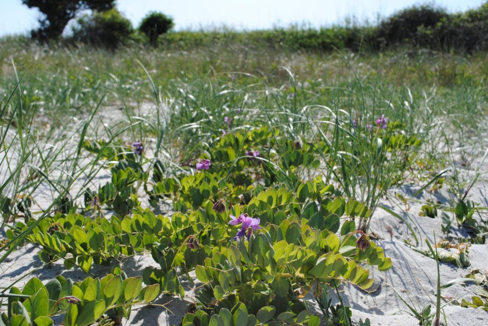 Ostsee-Engel
