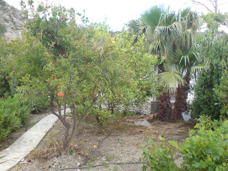 Dimitris family house