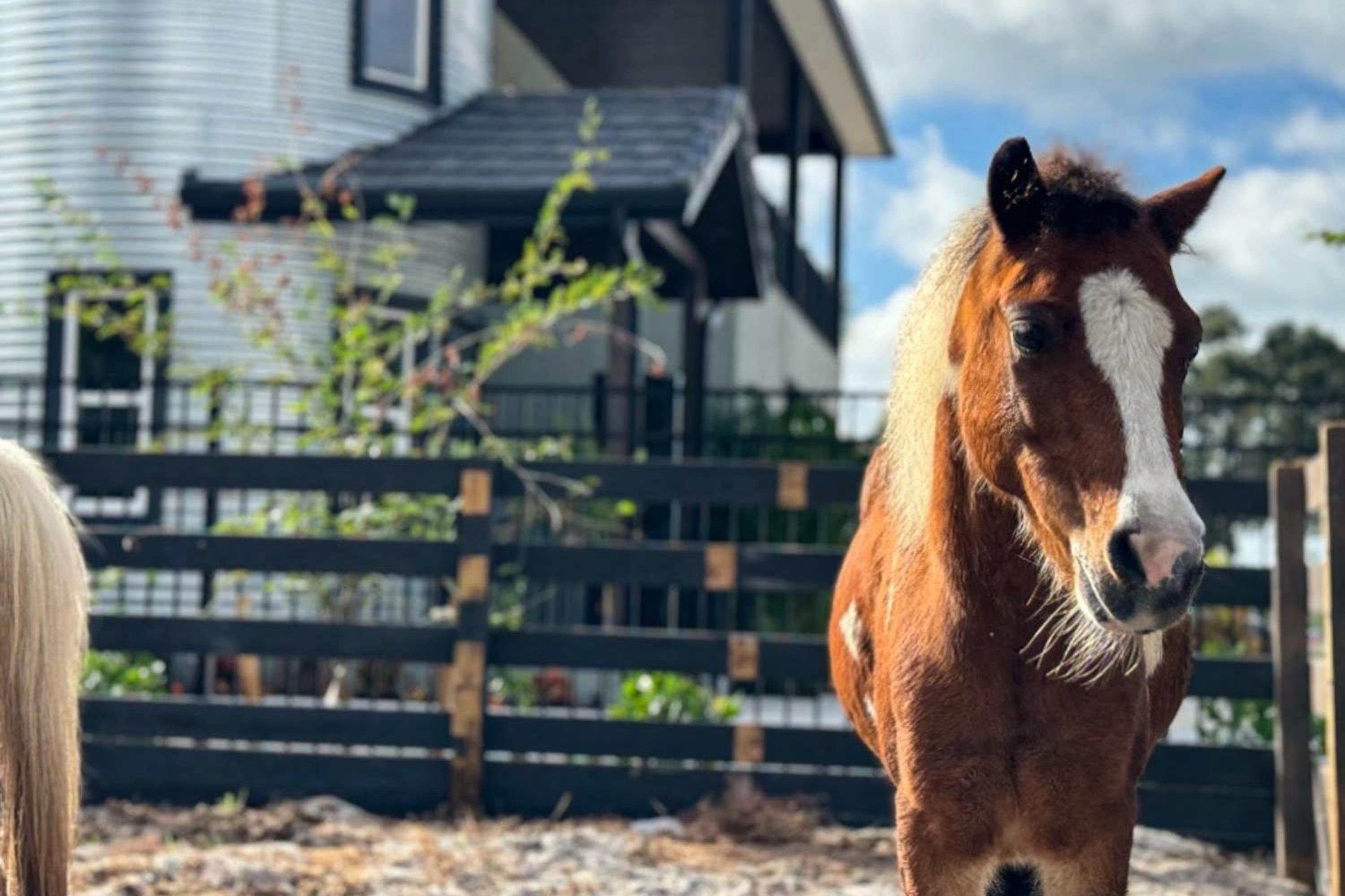 Less Than 2 Mi to Indian Rocks Beach! Home with Horses