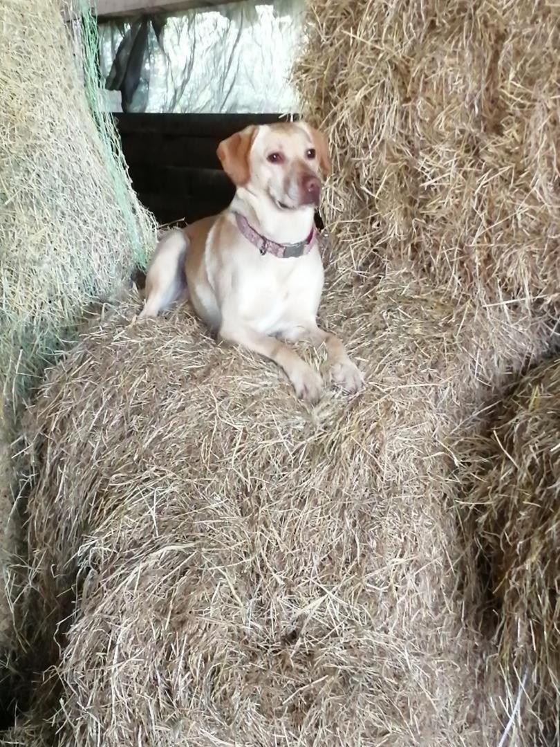 NEU! Hennings Ferienhof