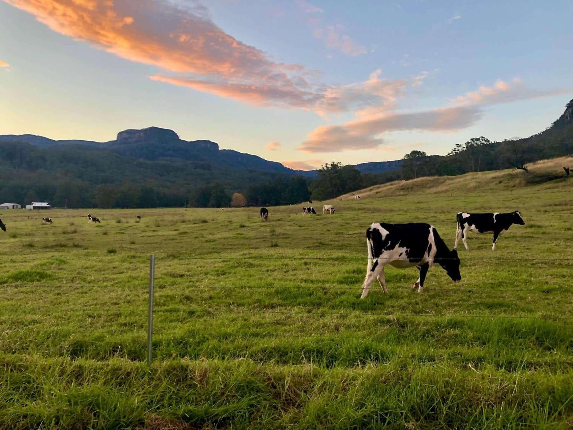 Birdsong, Kangaroo Valley